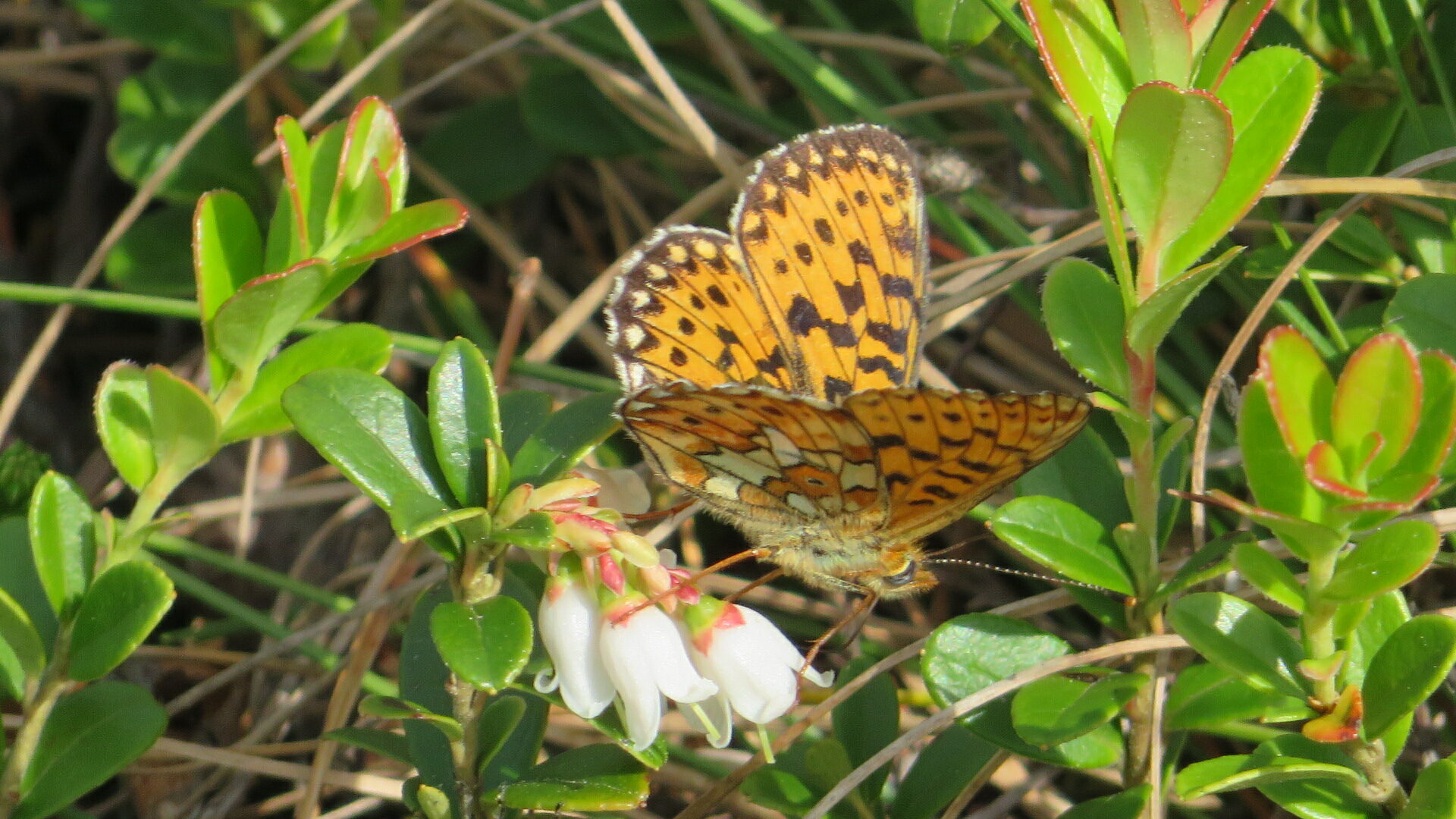 Valokuvaaja: Risto Kangassalo