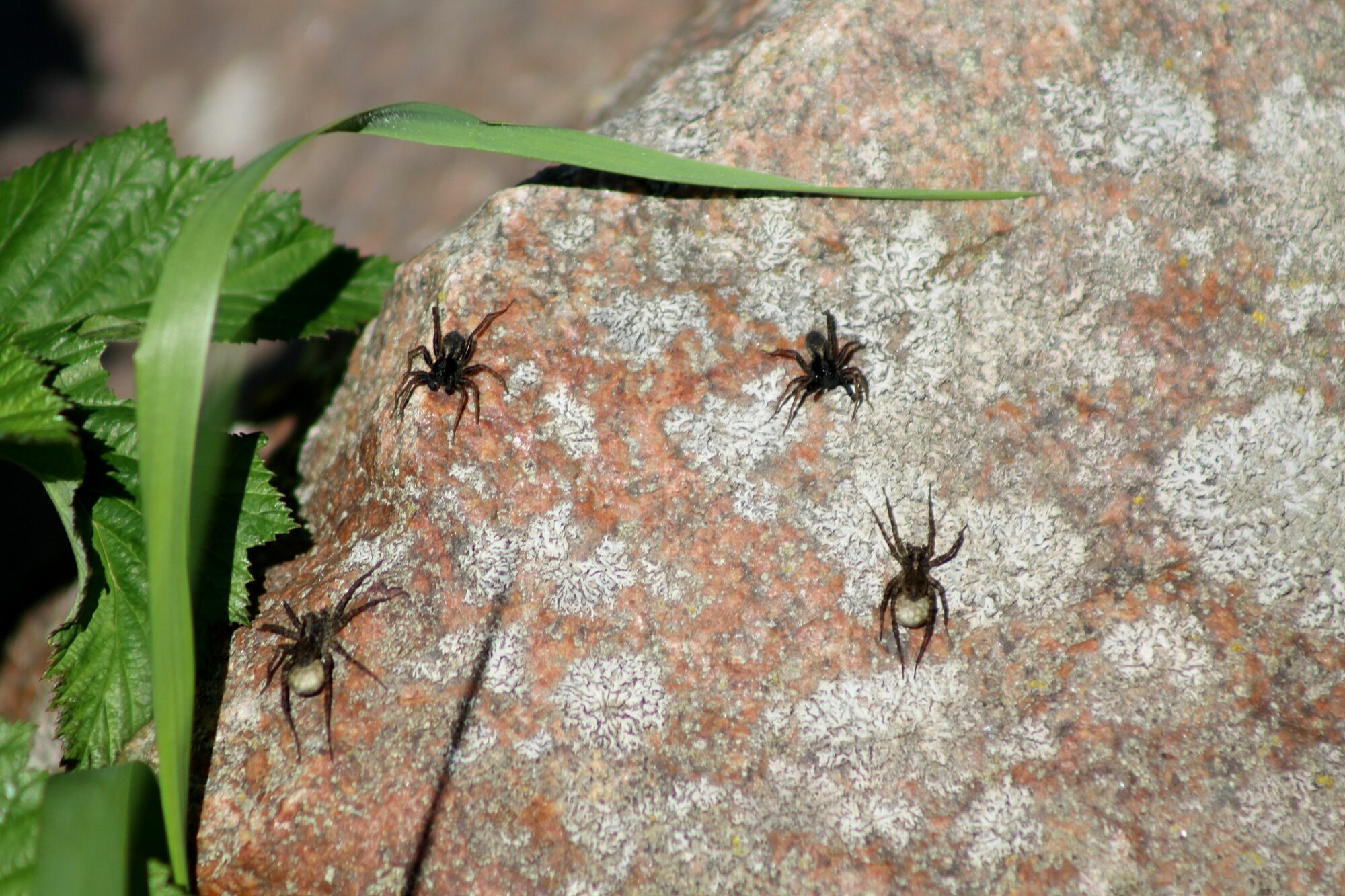 Valokuvaaja: Pirkko Siukonen