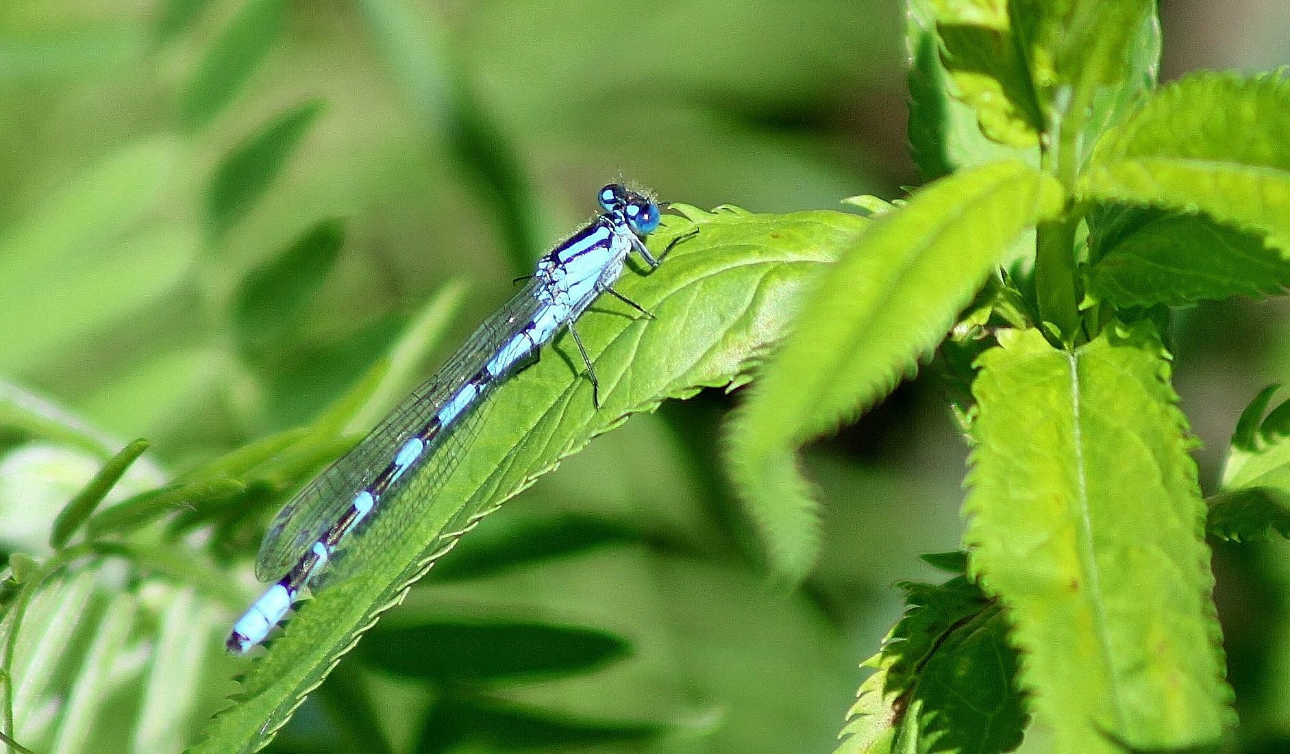 Valokuvaaja: Pirkko Siukonen