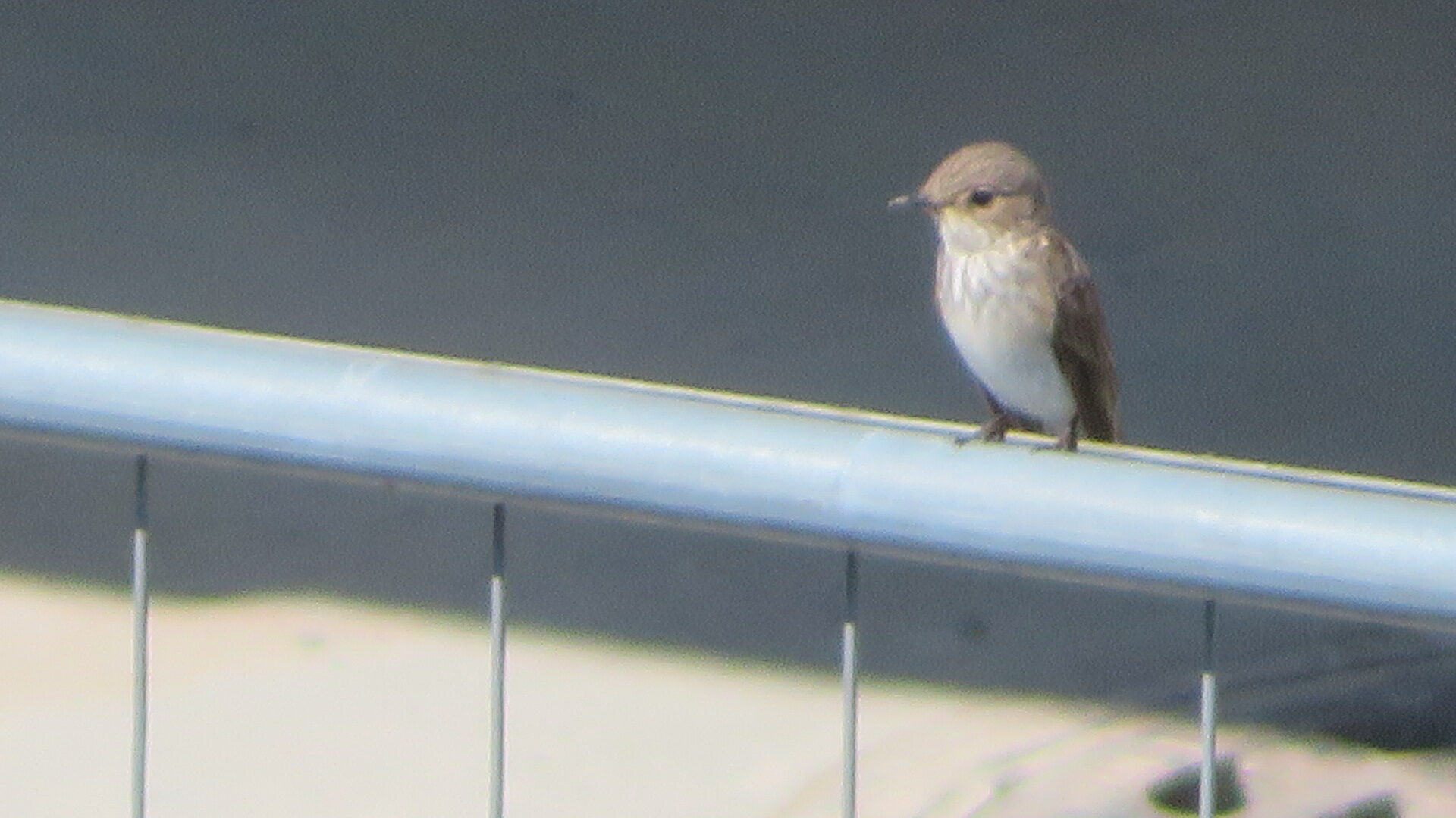 Valokuvaaja: Risto Kangassalo Valokuvaaja: Risto Kangassalo