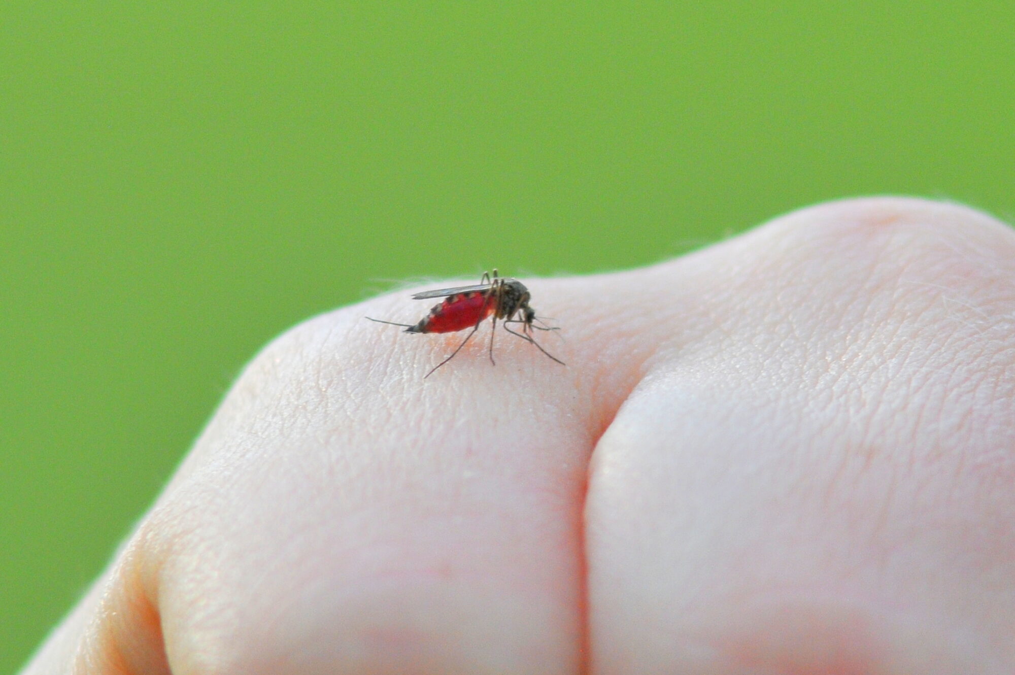 Valokuvaaja: Kaarlo Asikainen