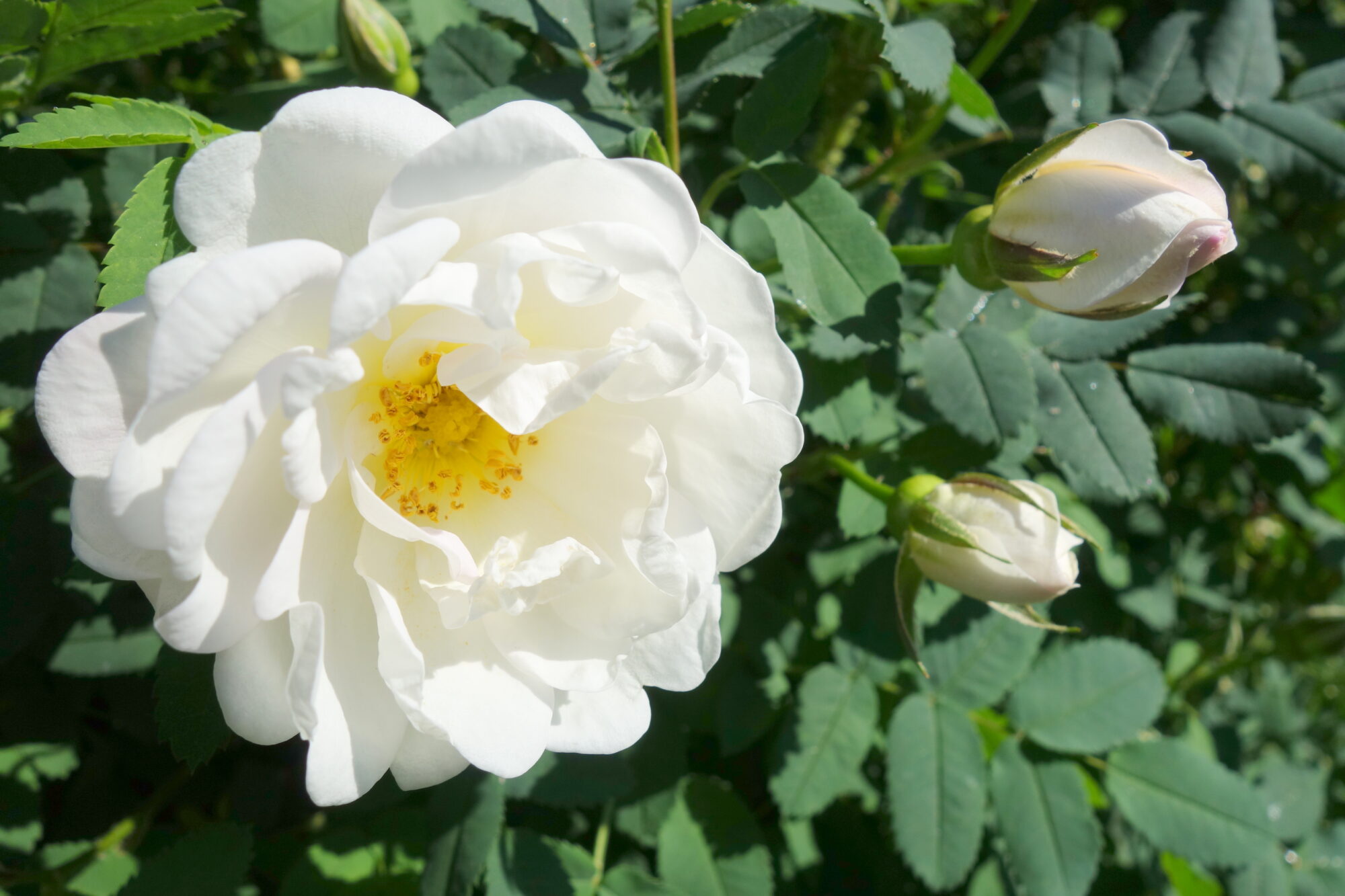 Valokuvaaja: Kaarlo Asikainen