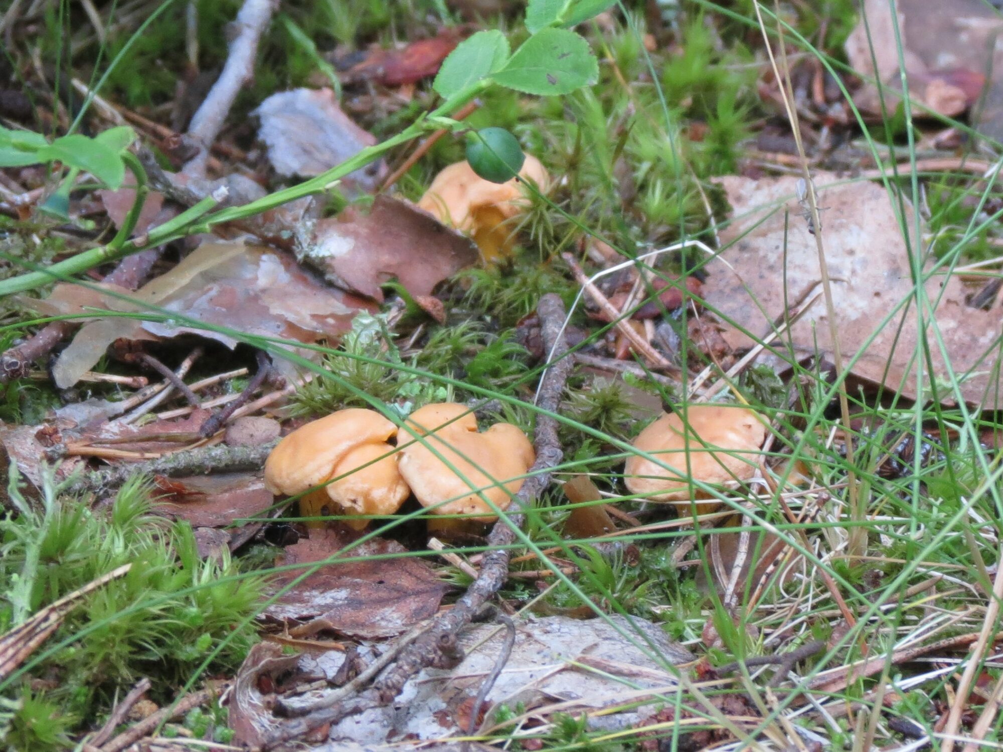 Valokuvaaja: Elina Vuorimaa-Laukkanen