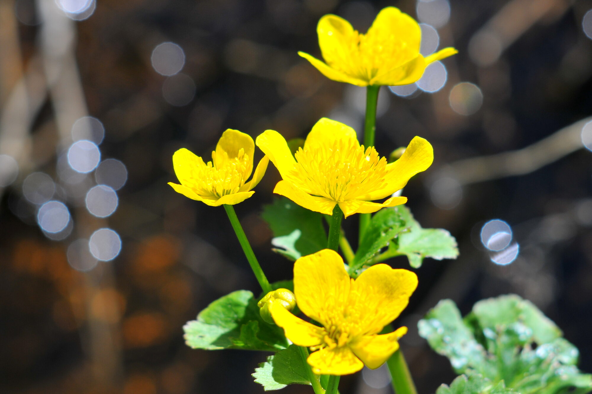 Valokuvaaja: Kaarlo Asikainen