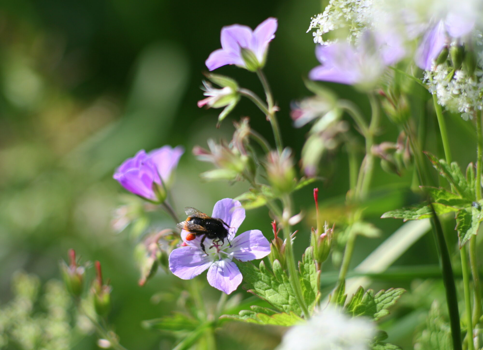 Valokuvaaja: Kaarlo Asikainen