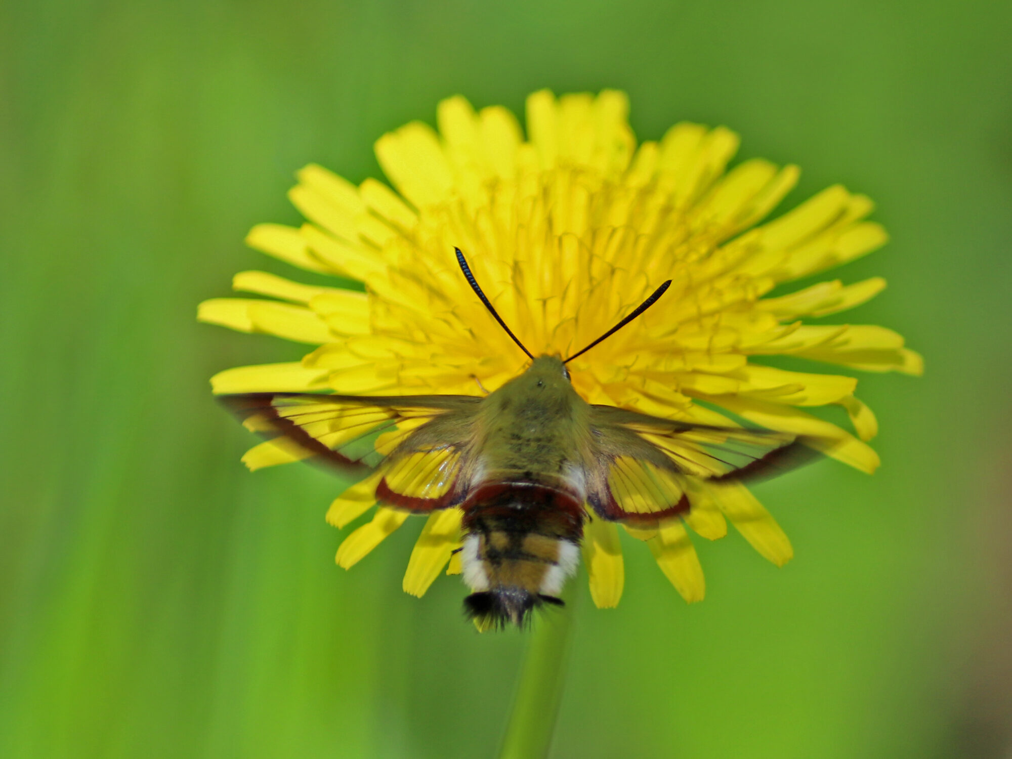 Valokuvaaja: Alanampa Pasi