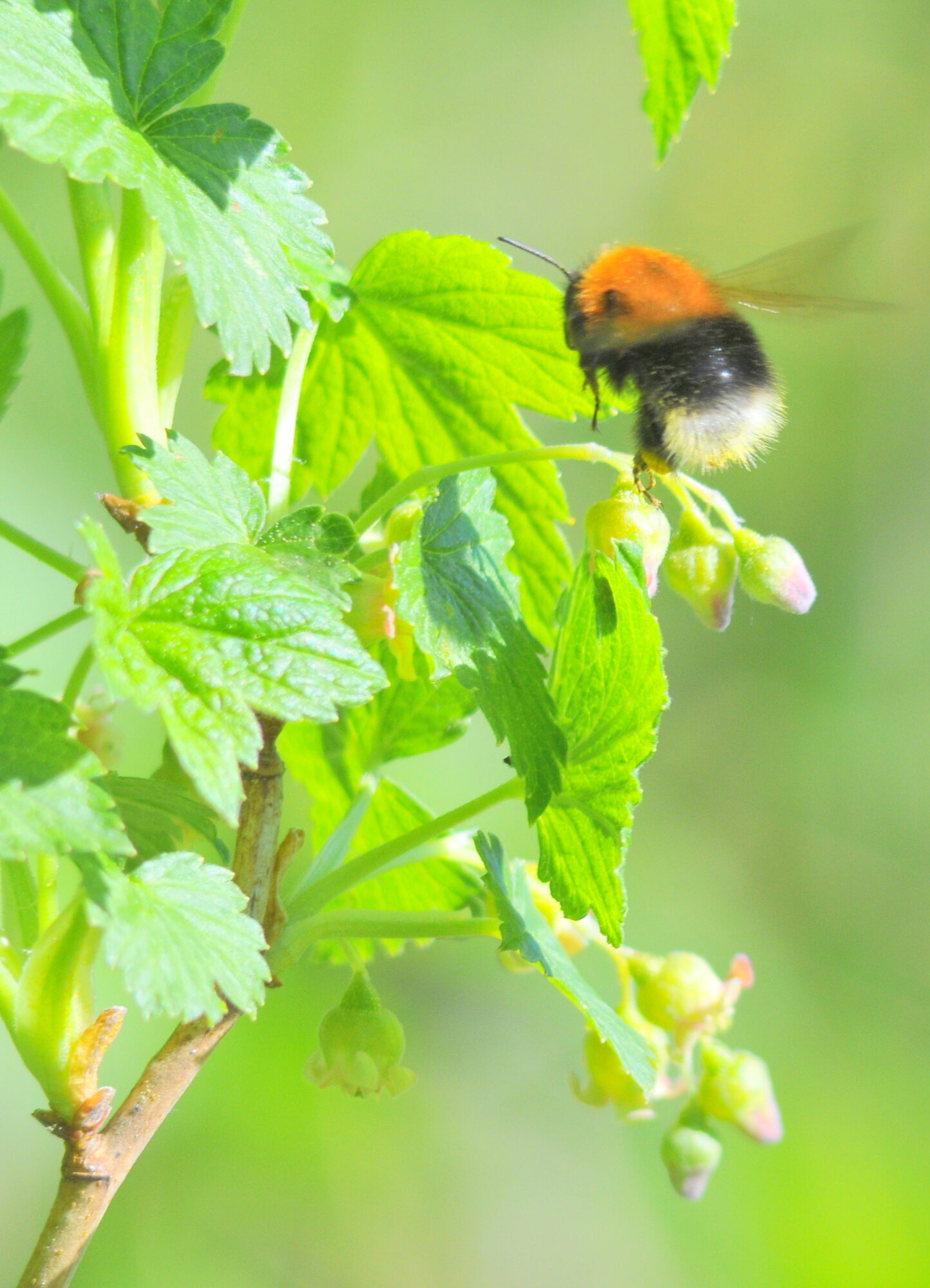 Valokuvaaja: Kaarlo Asikainen