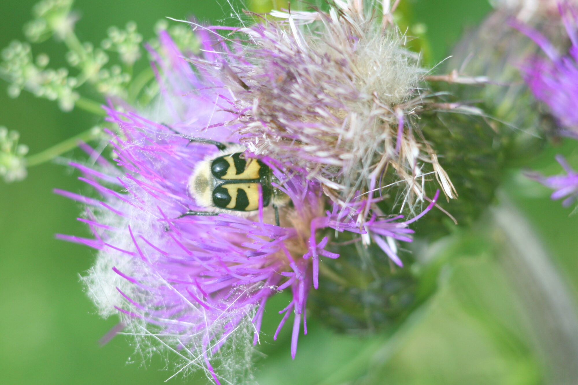 Valokuvaaja: Kaarlo Asikainen
