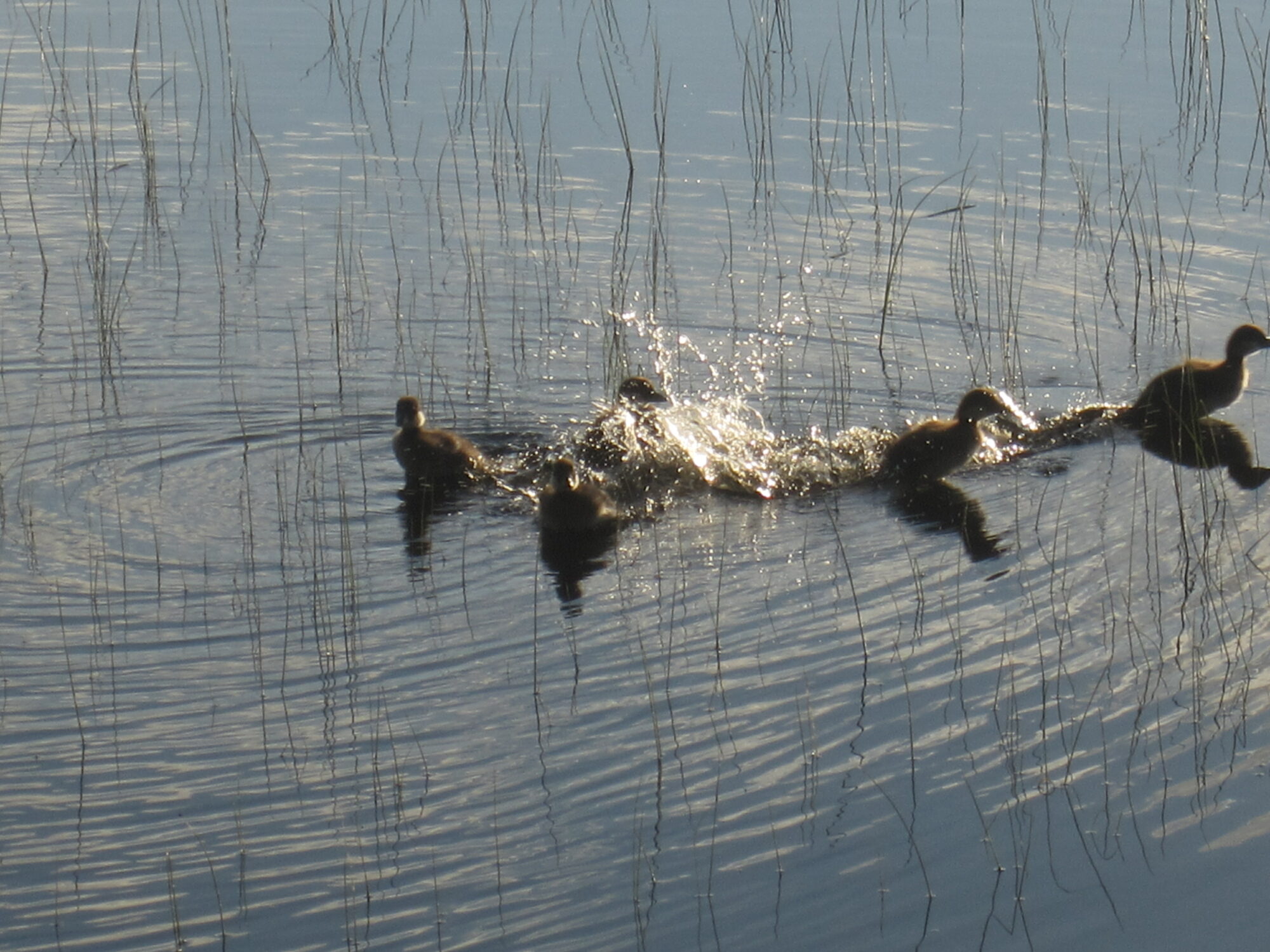 Valokuvaaja: Marita Portin