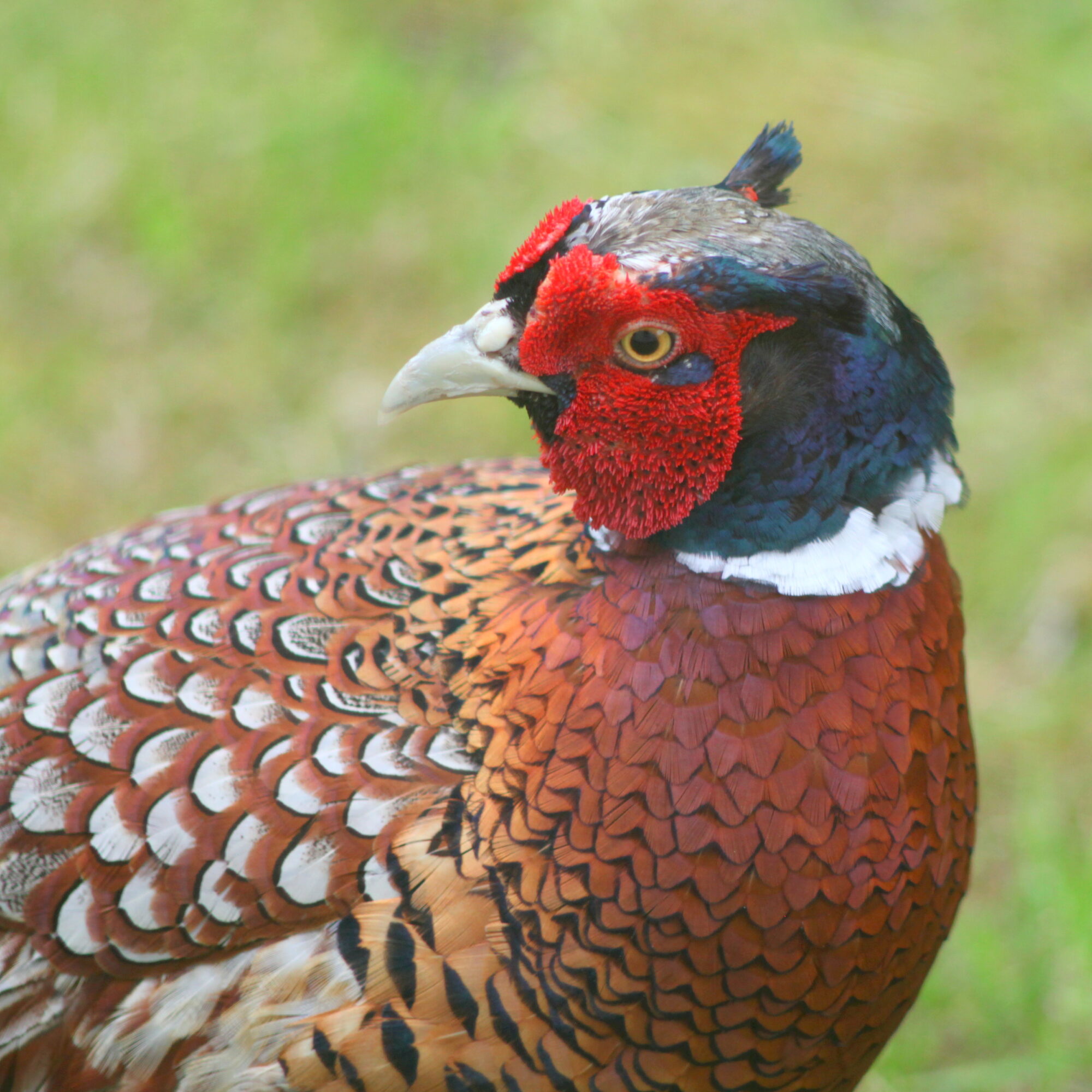 Valokuvaaja: Kaarlo Asikainen