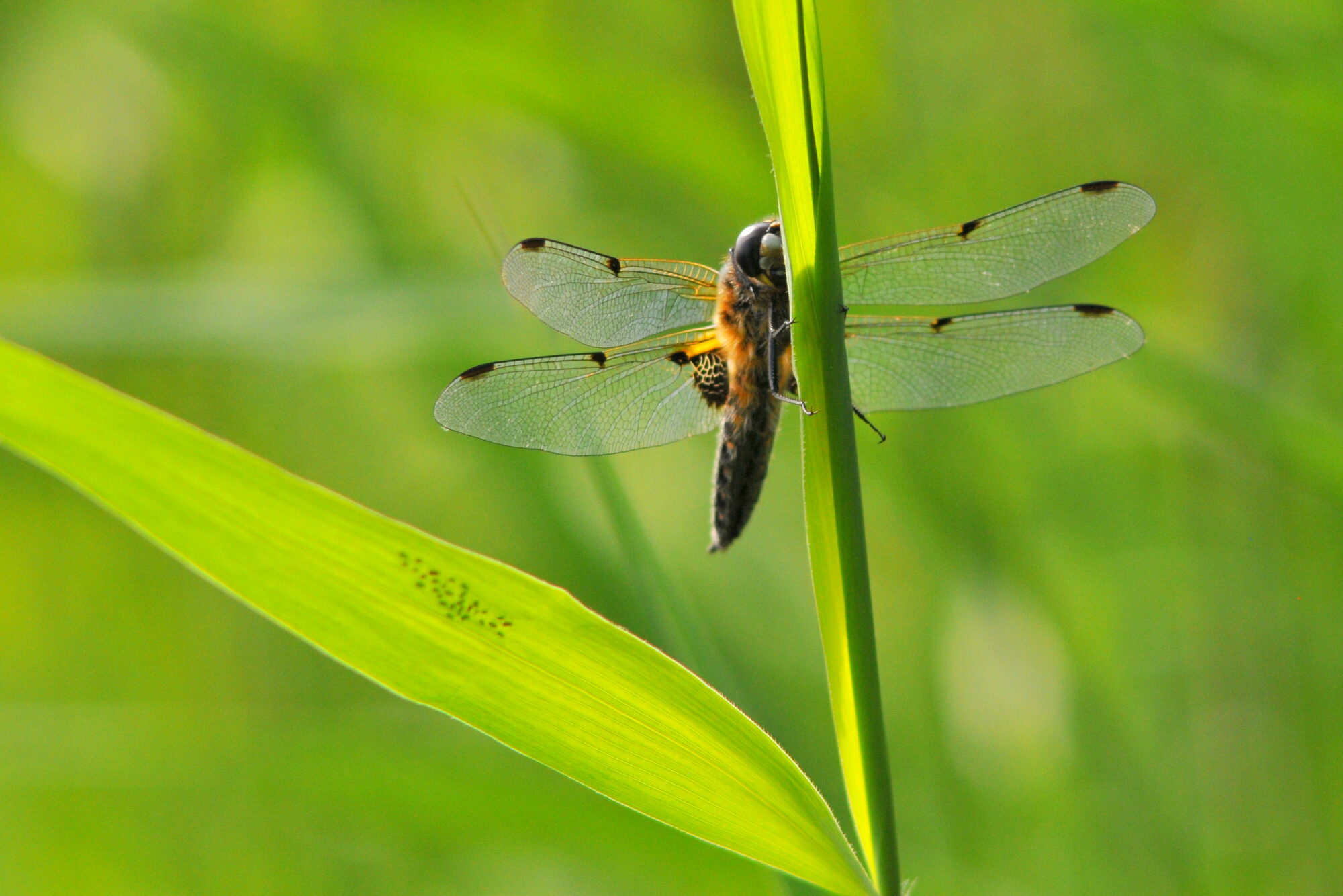 Valokuvaaja: Kaarlo Asikainen