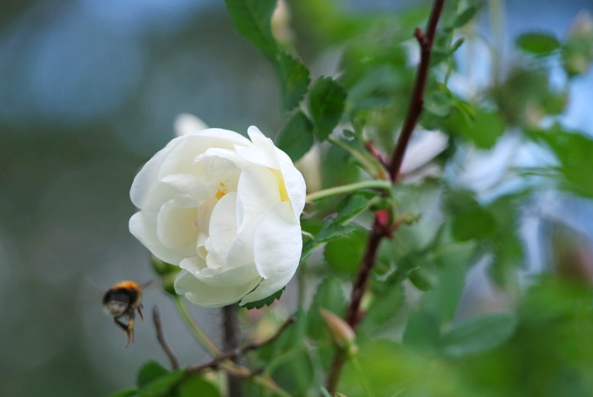 Valokuvaaja: Kaarlo Asikainen