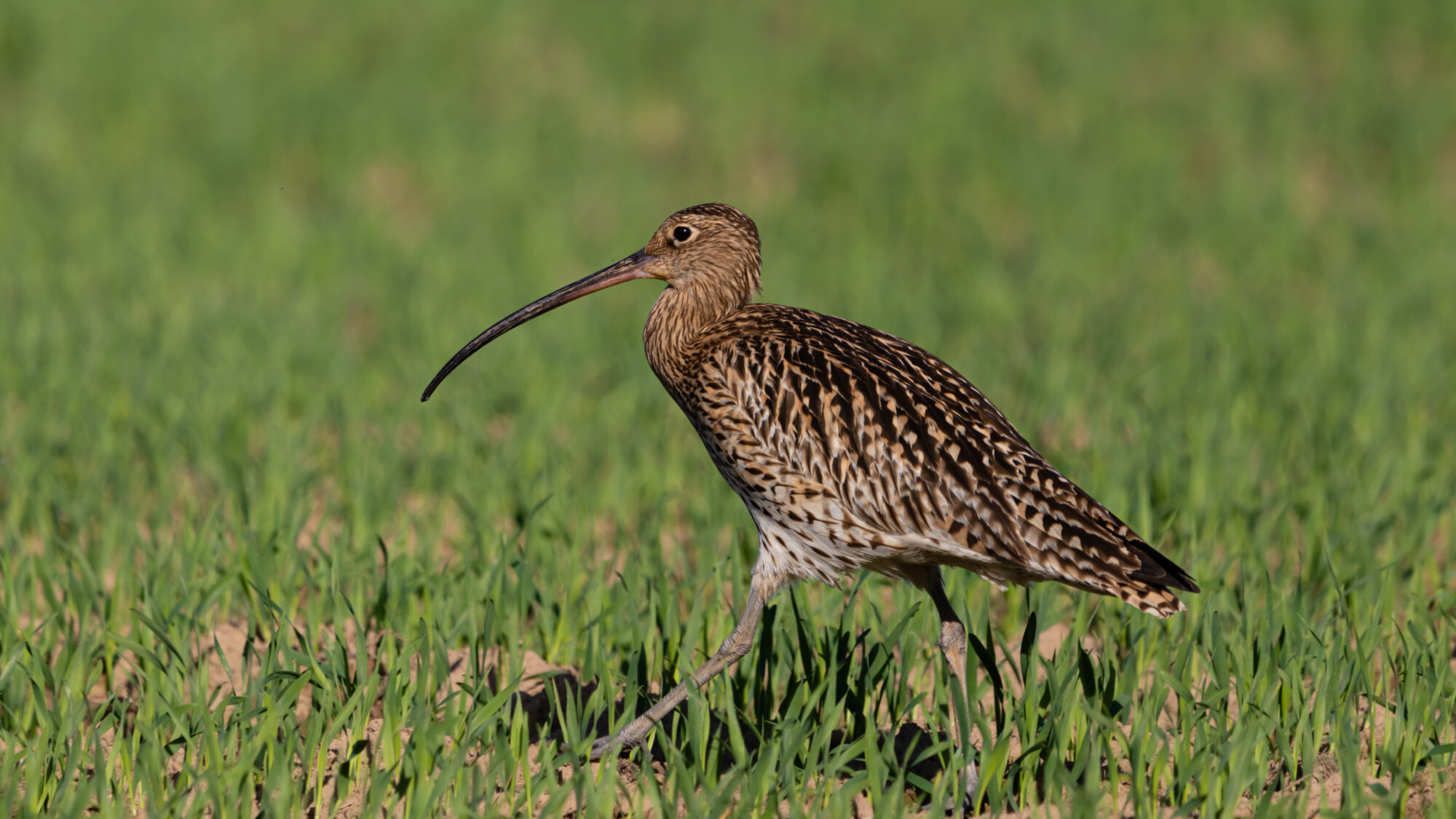 Valokuvaaja: Tommi Kujala