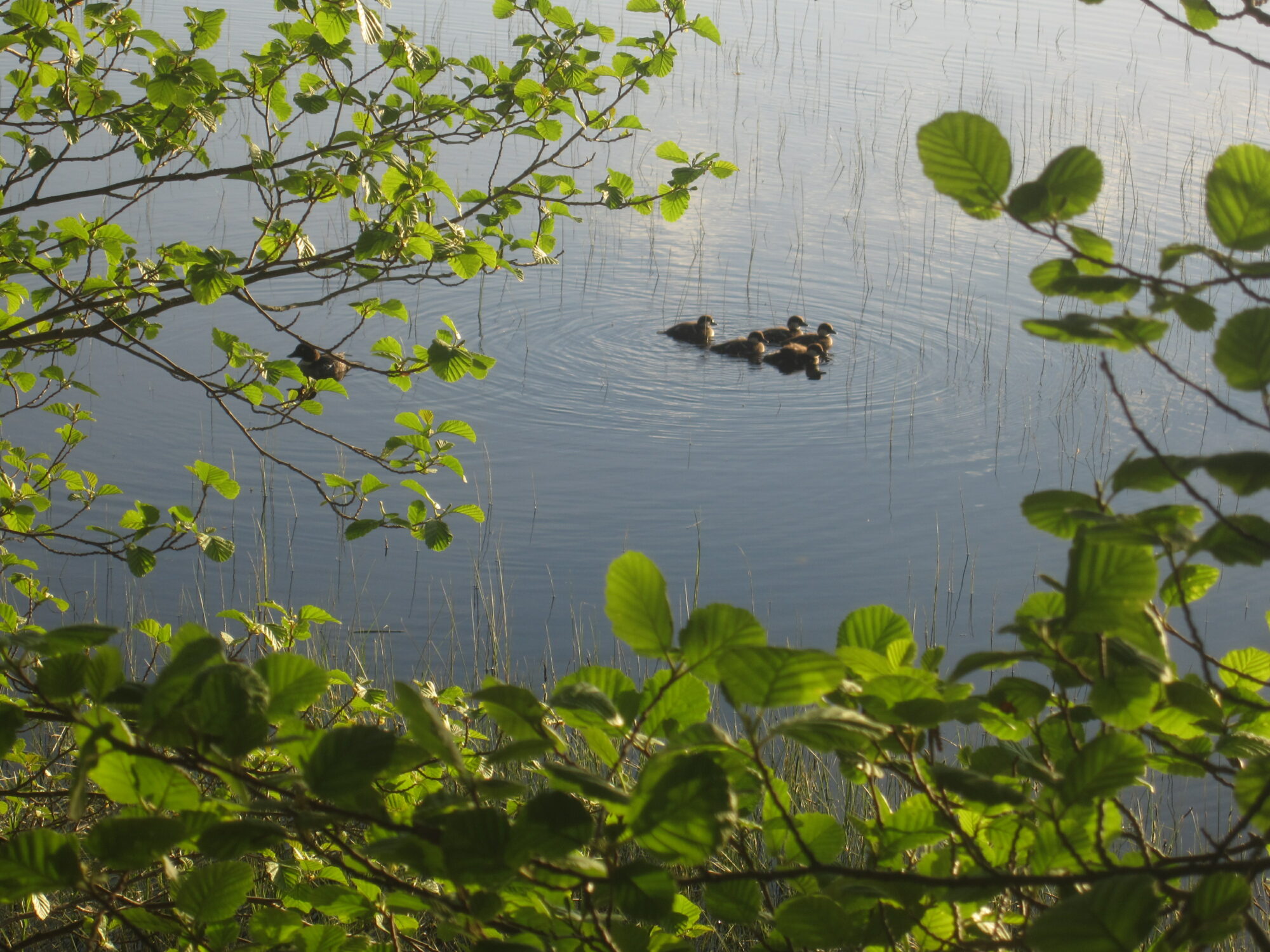 Valokuvaaja: Marita Portin