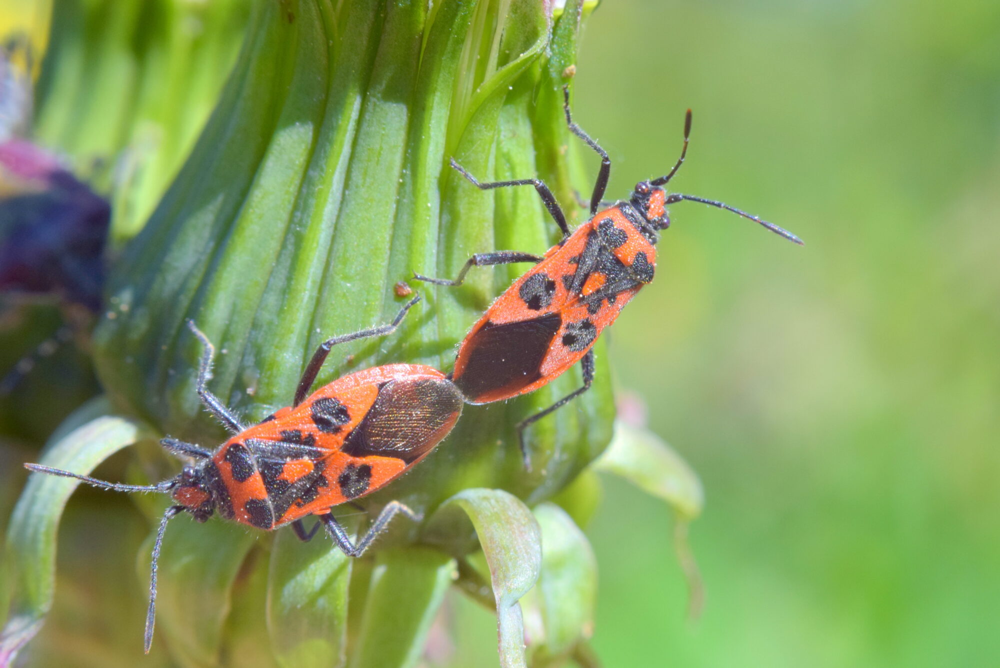 Valokuvaaja: Kaarlo Asikainen