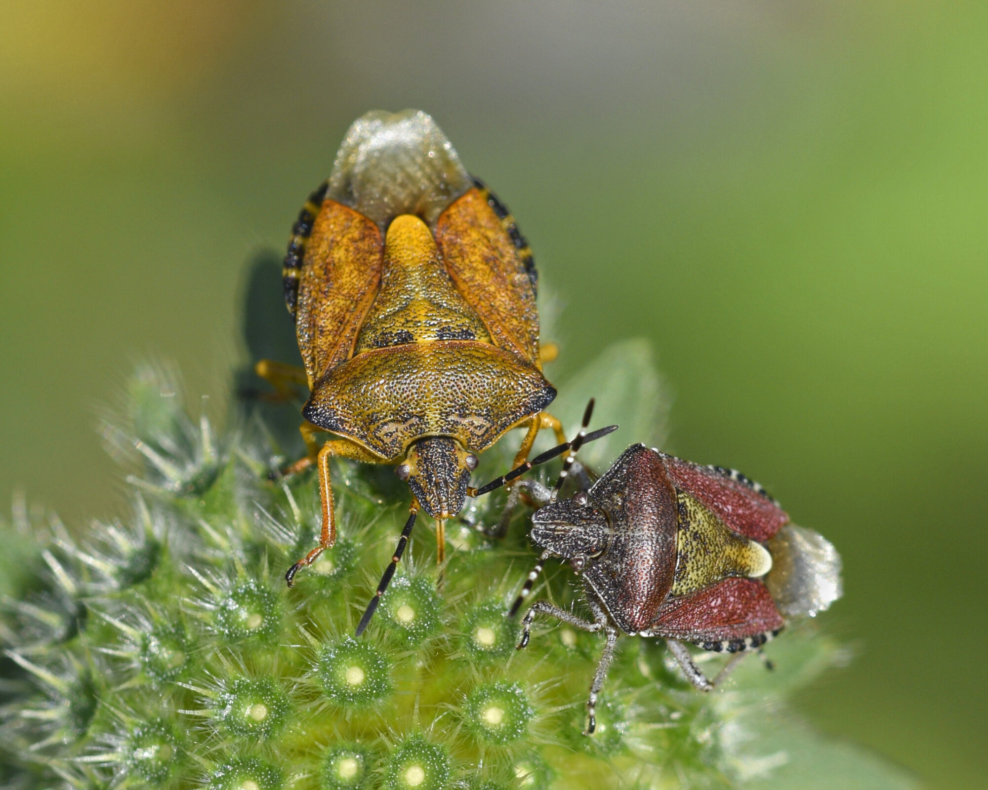 Valokuvaaja: Päivi Kiiskinen-Mustonen
