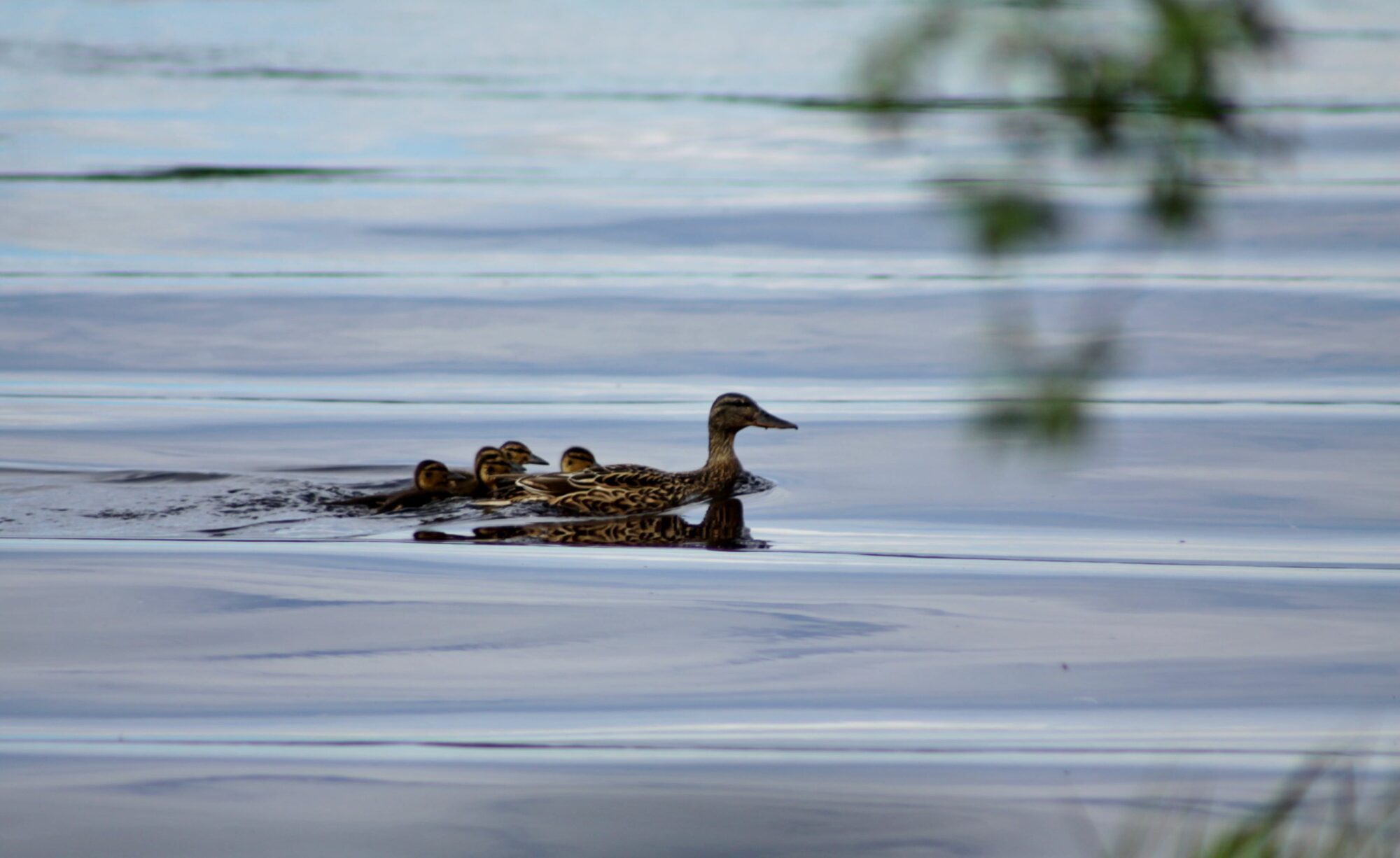 Valokuvaaja: Pirkko Siukonen