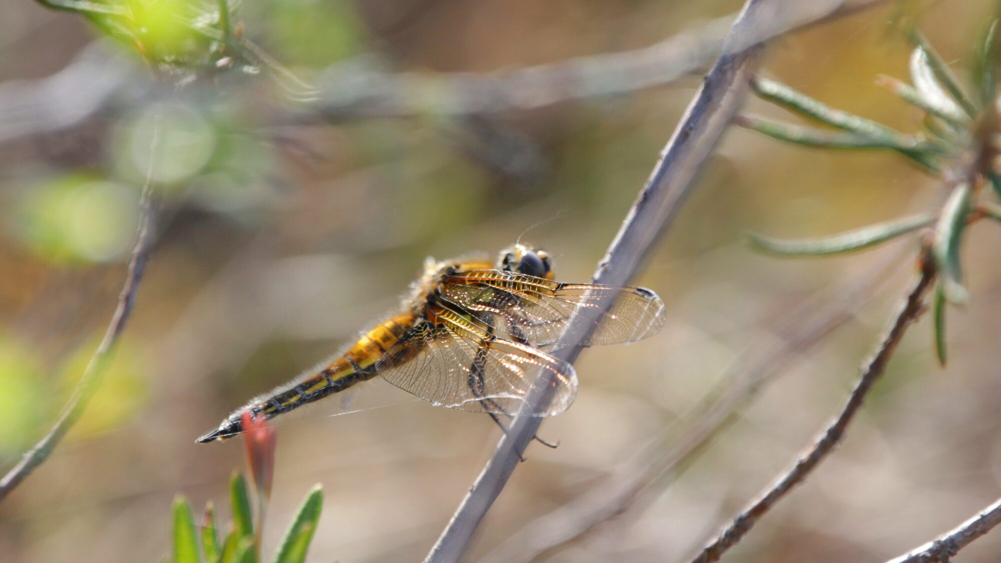 Valokuvaaja: Tommi Kujala
