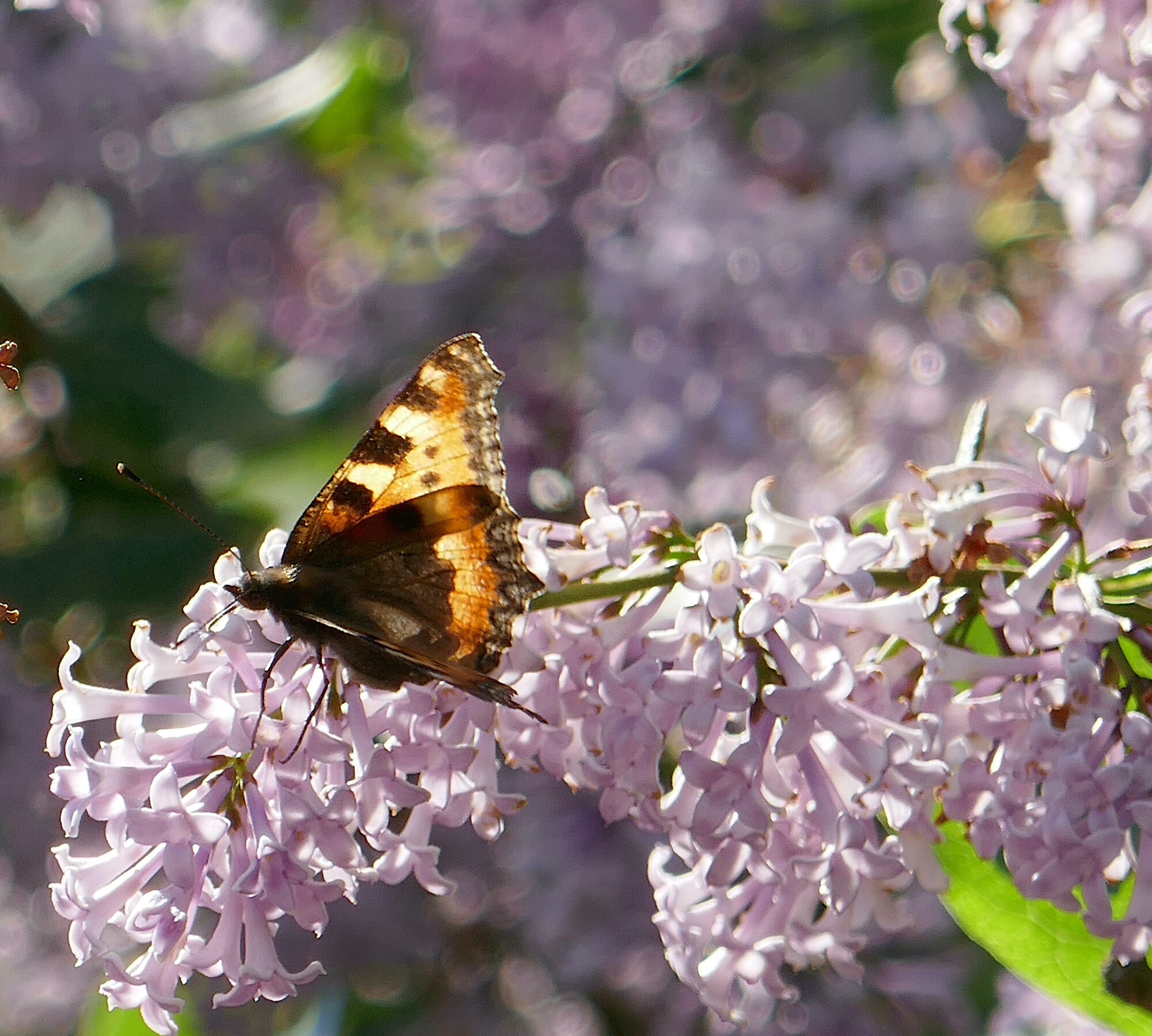 Valokuvaaja: Marjut Ikonen