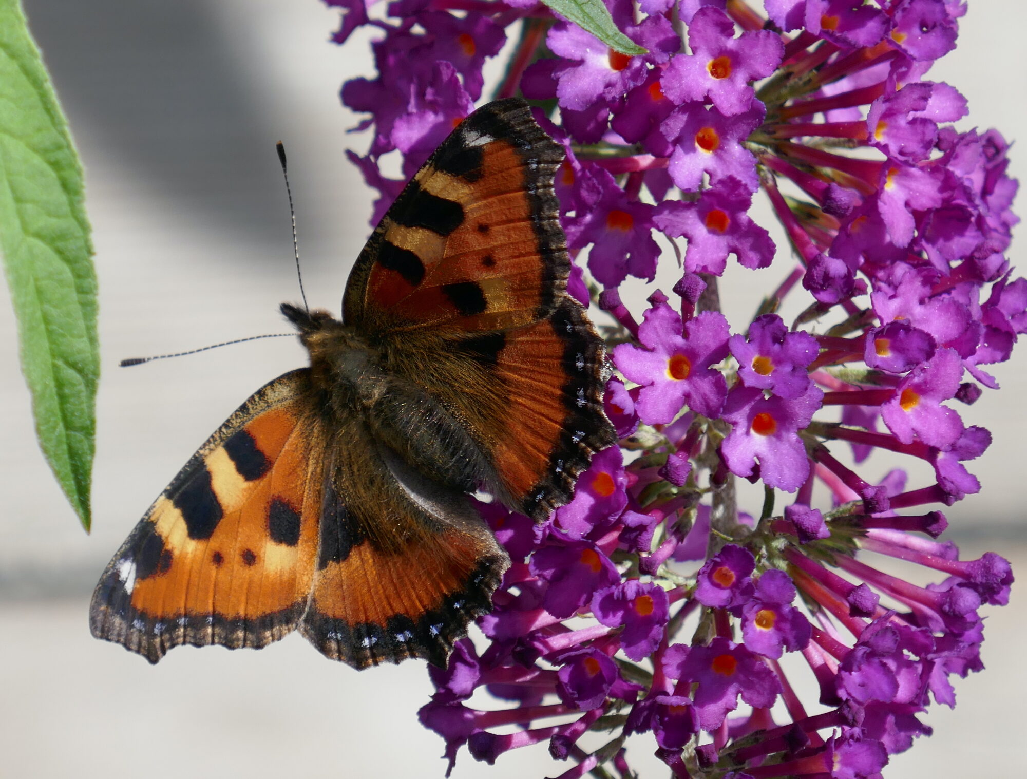 Valokuvaaja: Marjut Ikonen