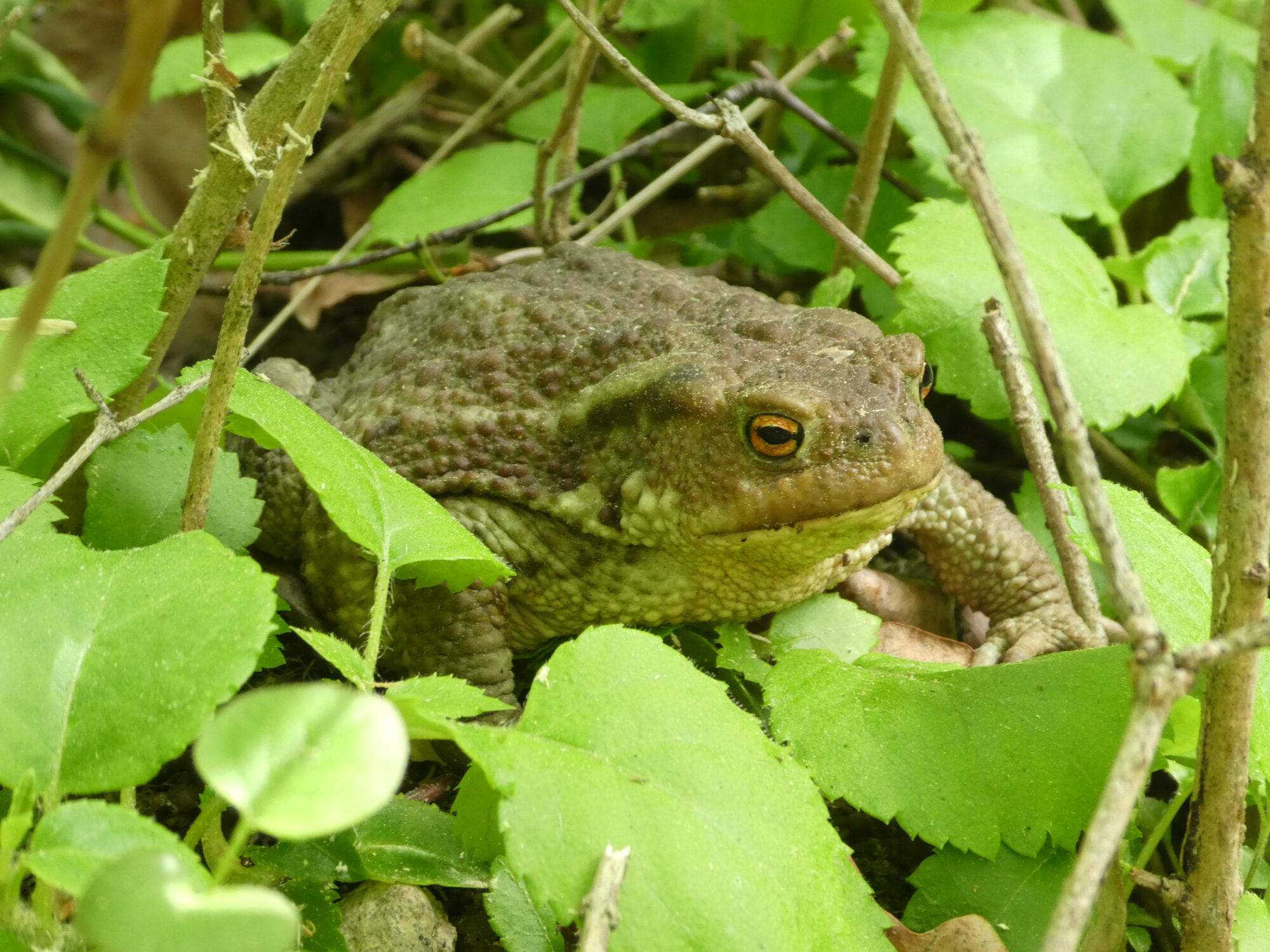 Valokuvaaja: Anja Mustamaa