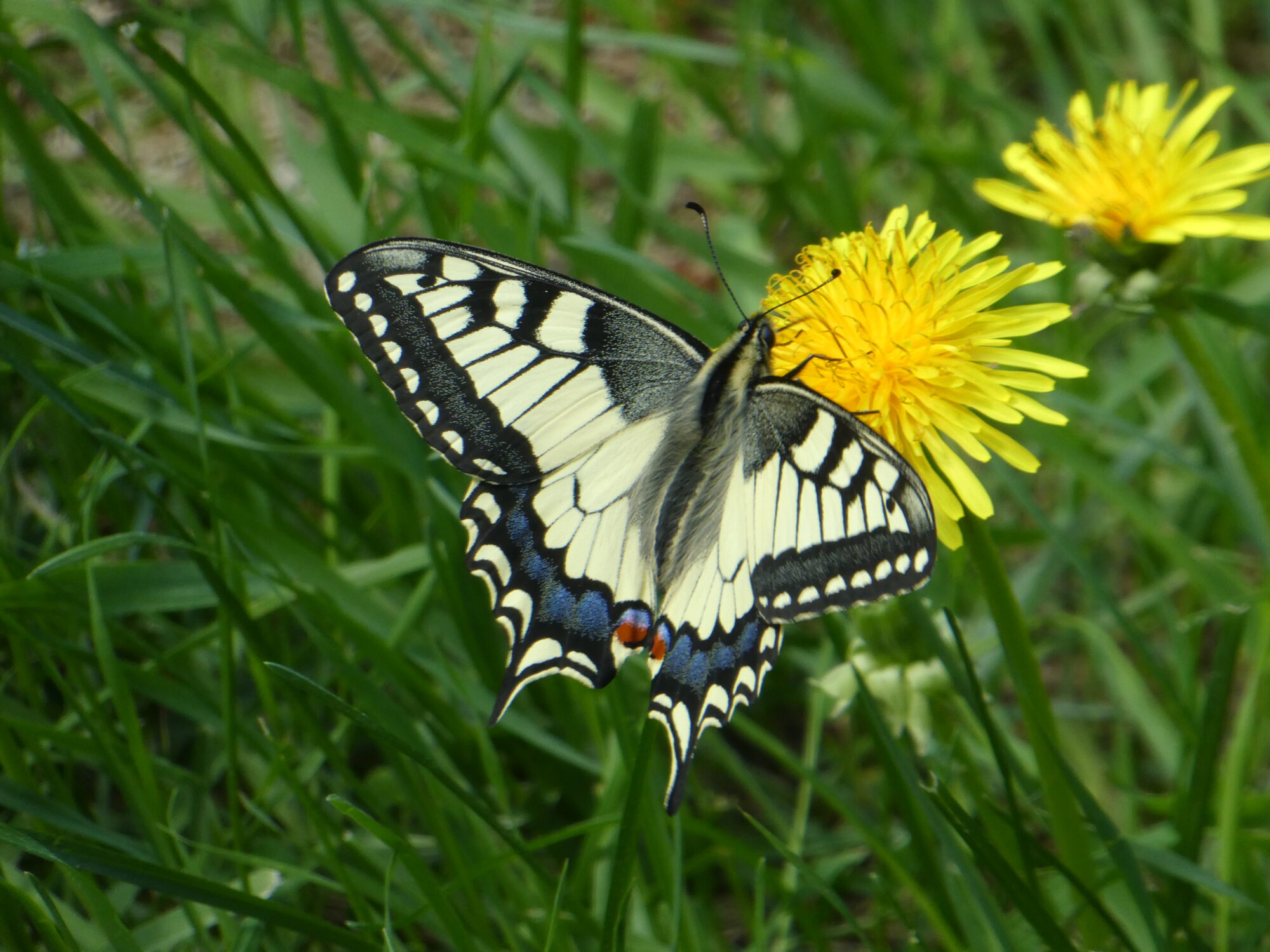Valokuvaaja: Anja Mustamaa