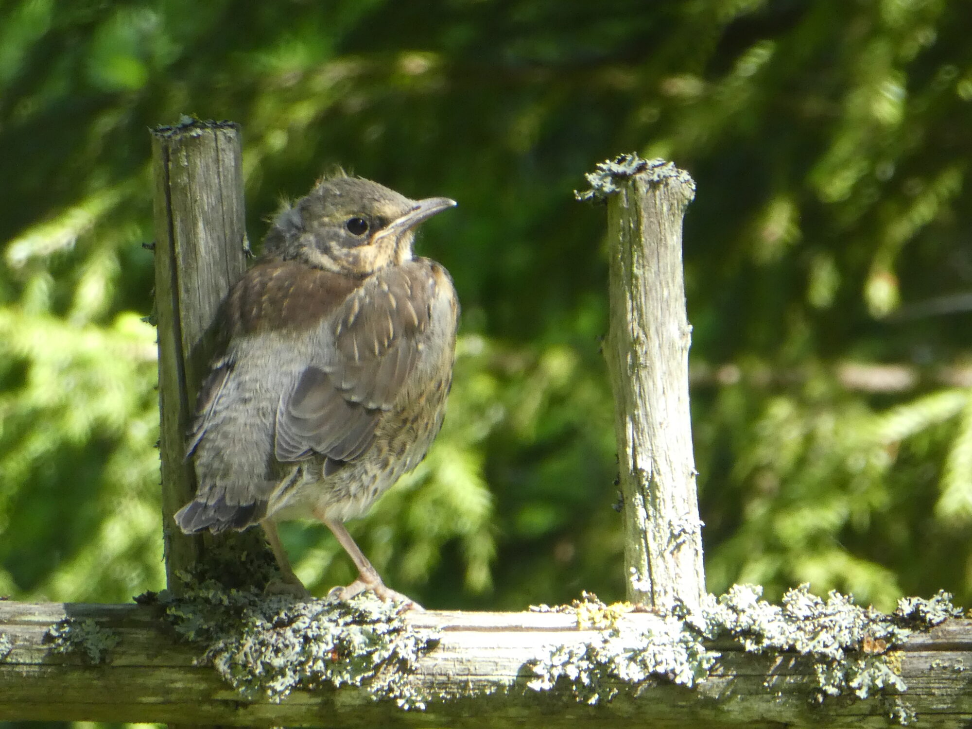 Valokuvaaja: Anja Mustamaa