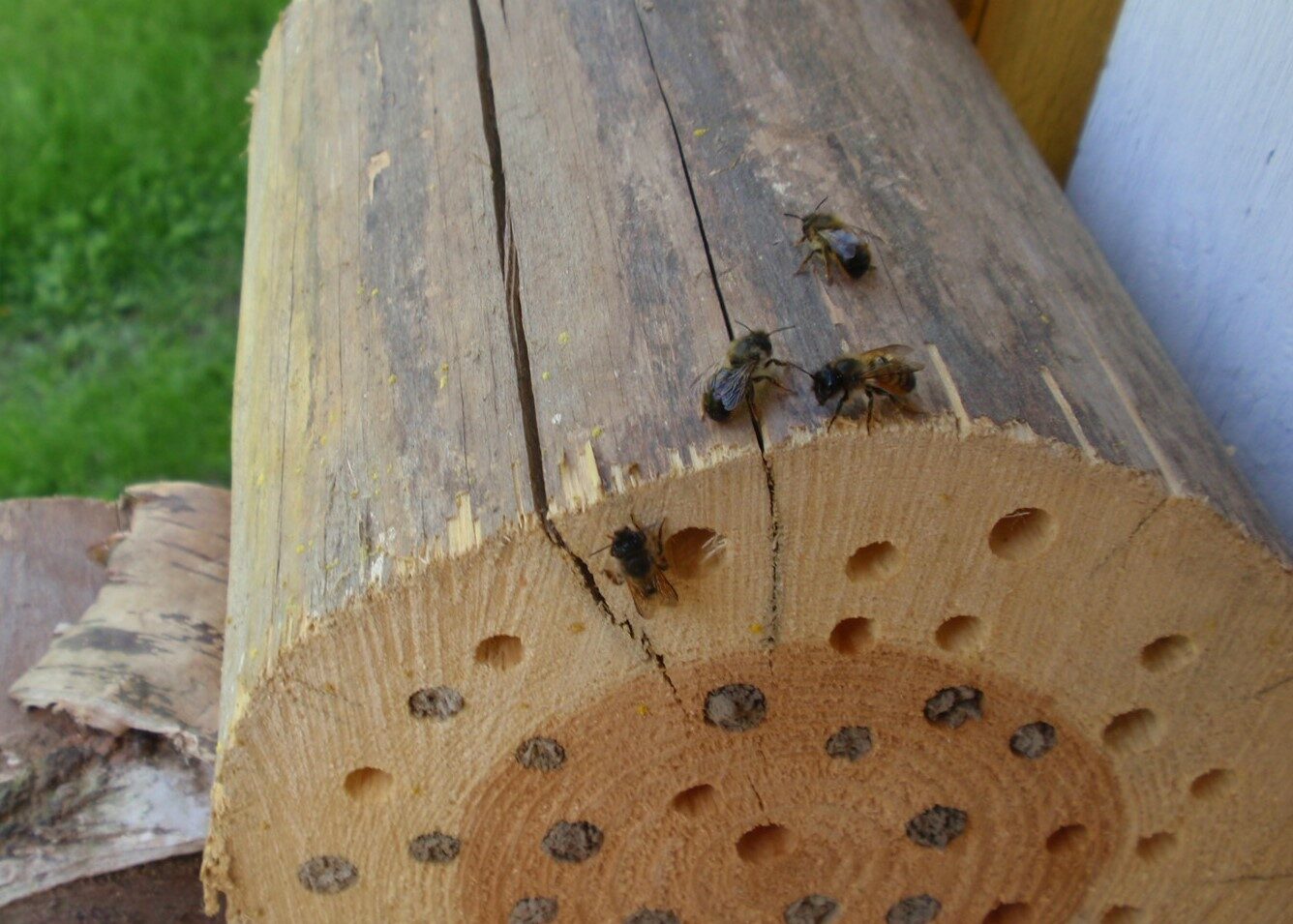 Valokuvaaja: Pirjo Joutsenlinna