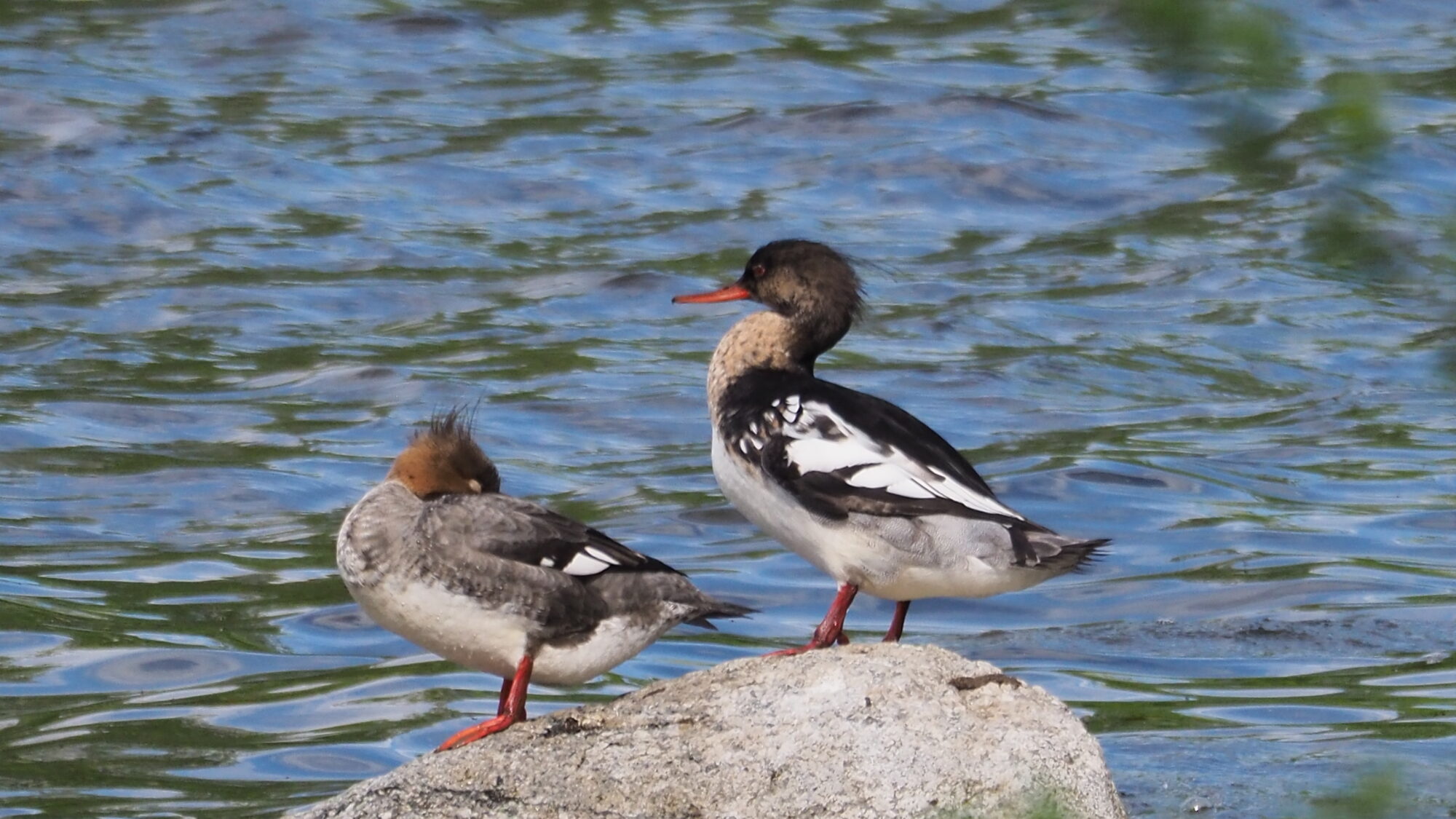 Valokuvaaja: Martti Valtonen