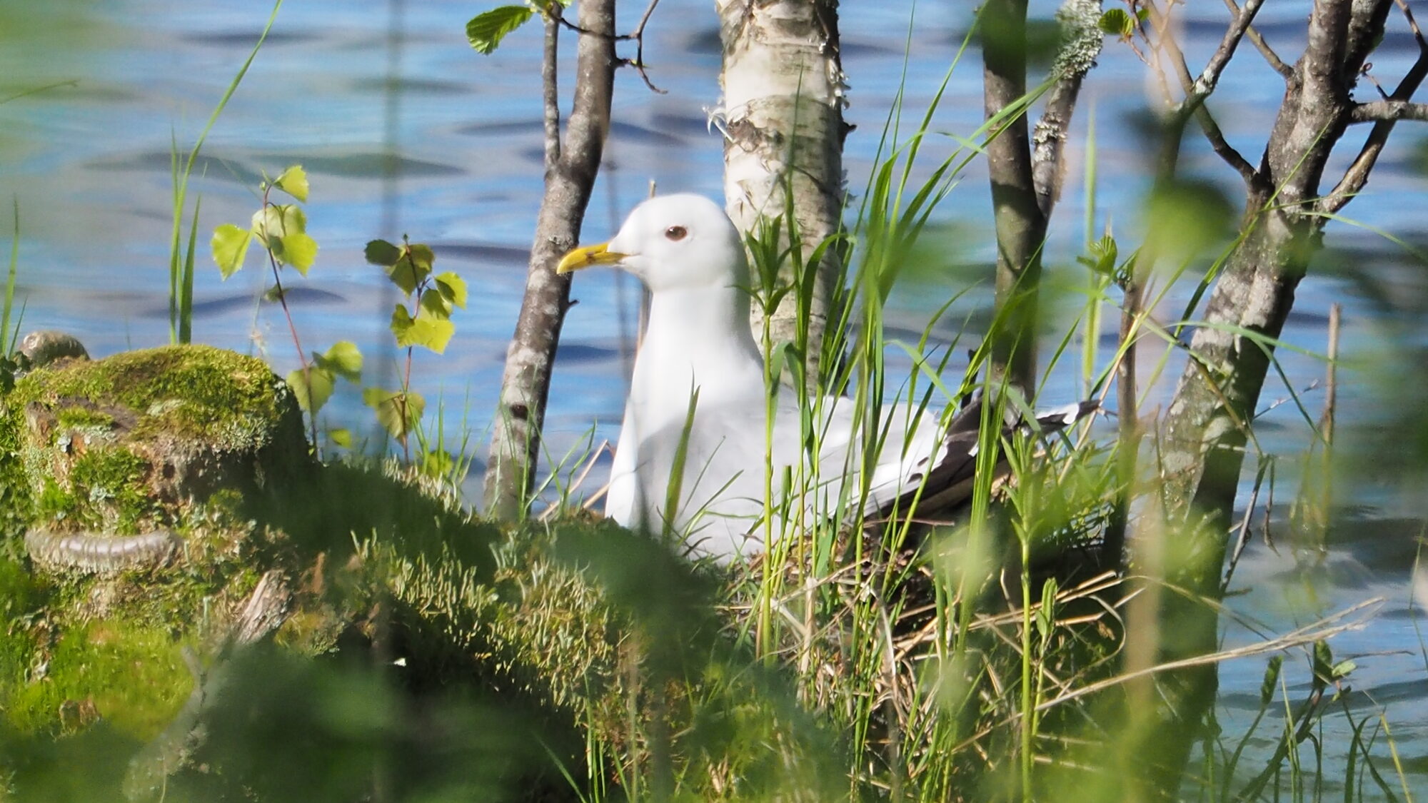 Valokuvaaja: Martti Valtonen
