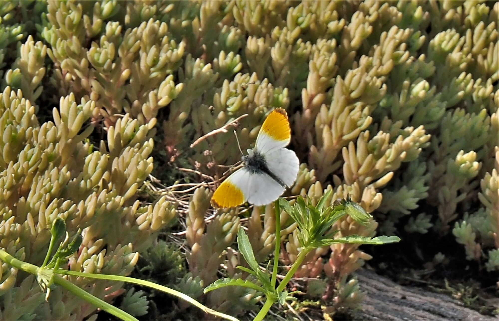 Valokuvaaja: Arja Valtonen