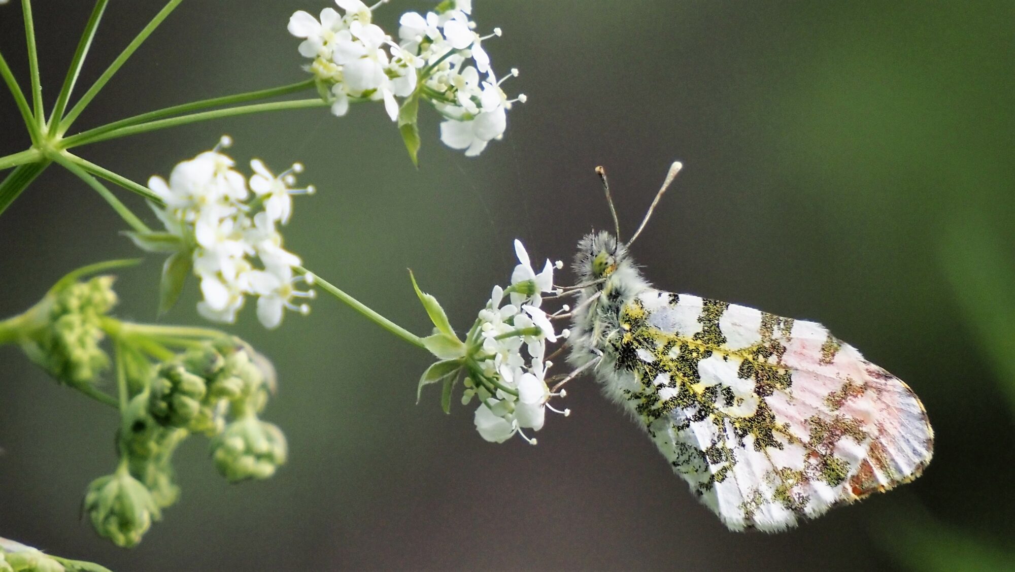 Valokuvaaja: Arja Valtonen