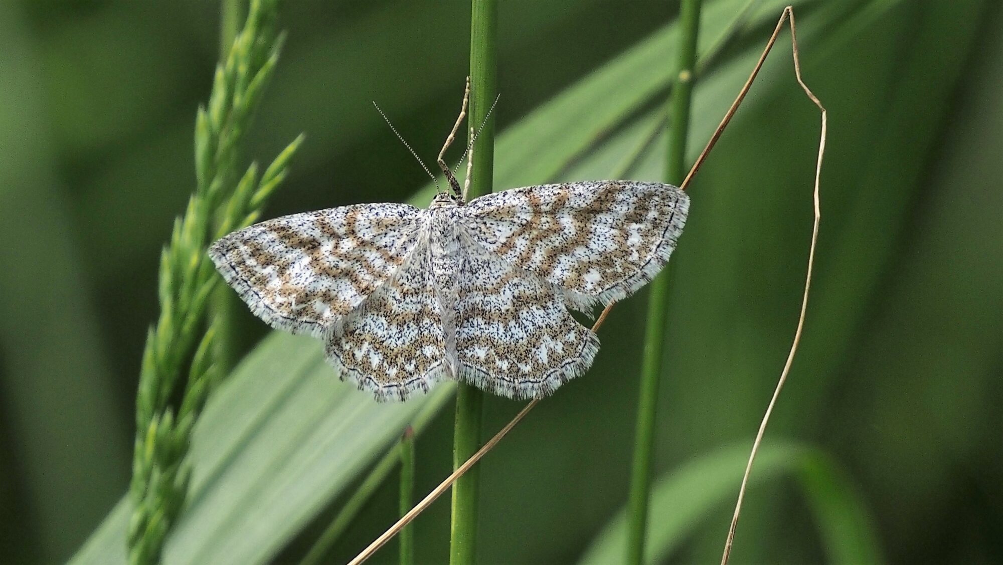 Valokuvaaja: Arja Valtonen