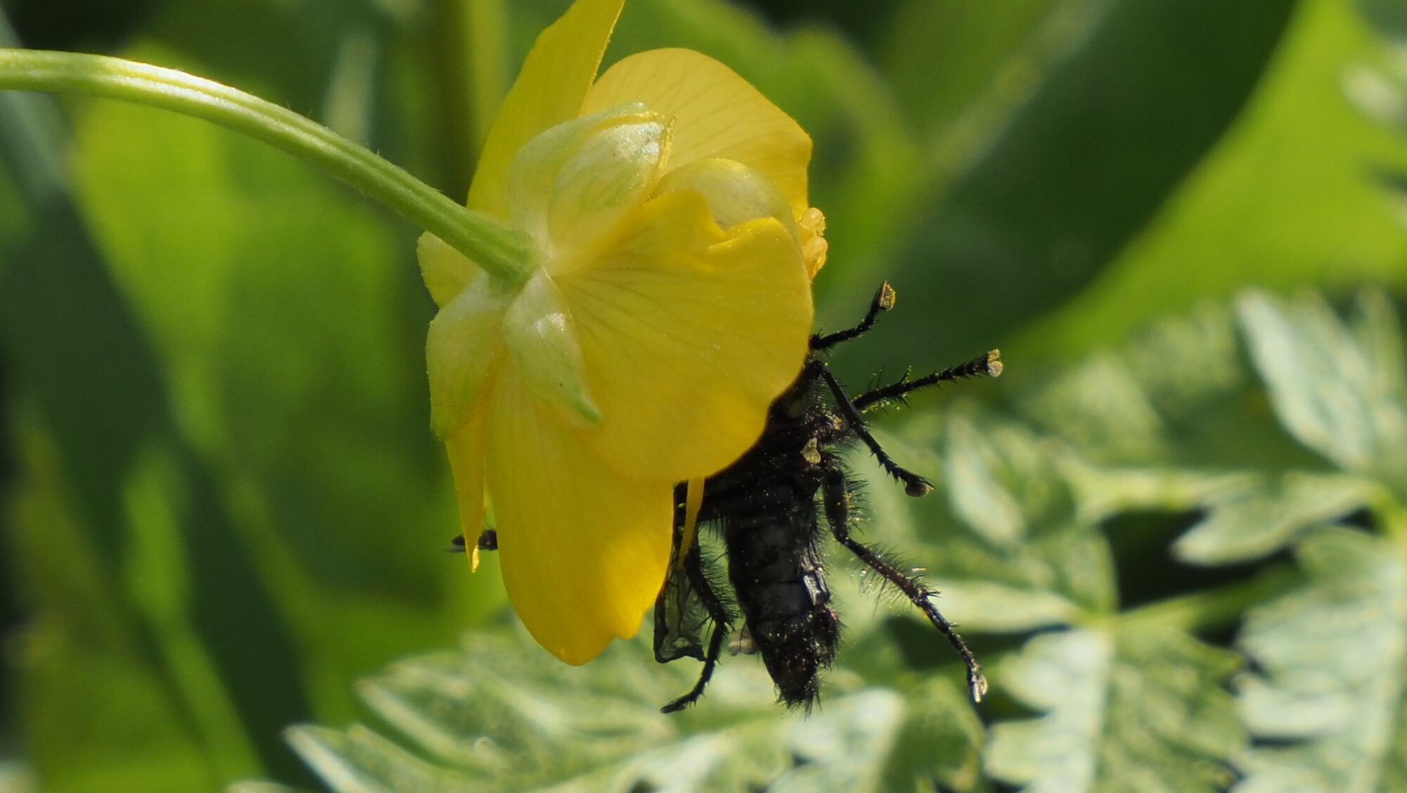 Valokuvaaja: Arja Valtonen