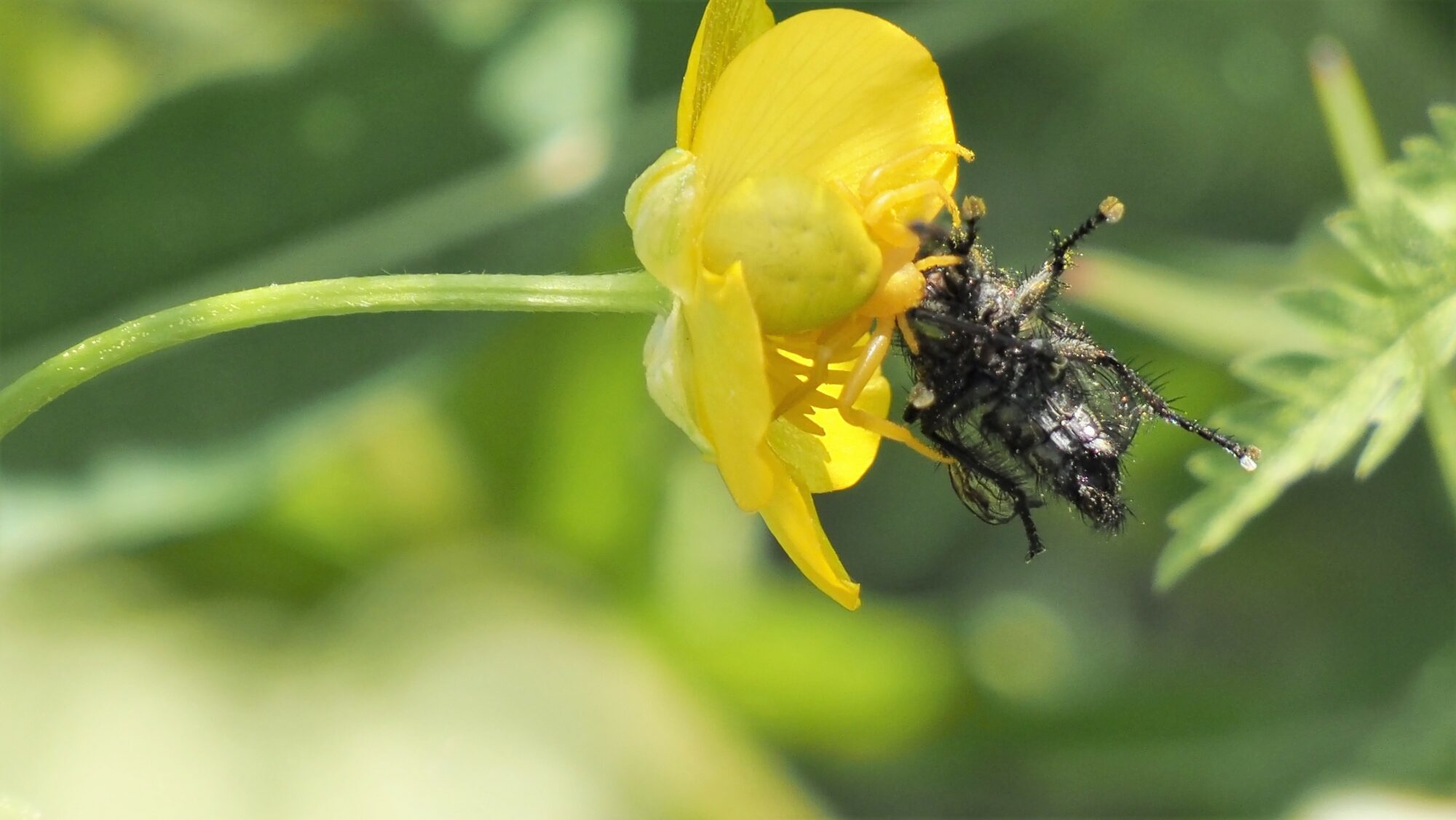 Valokuvaaja: Arja Valtonen