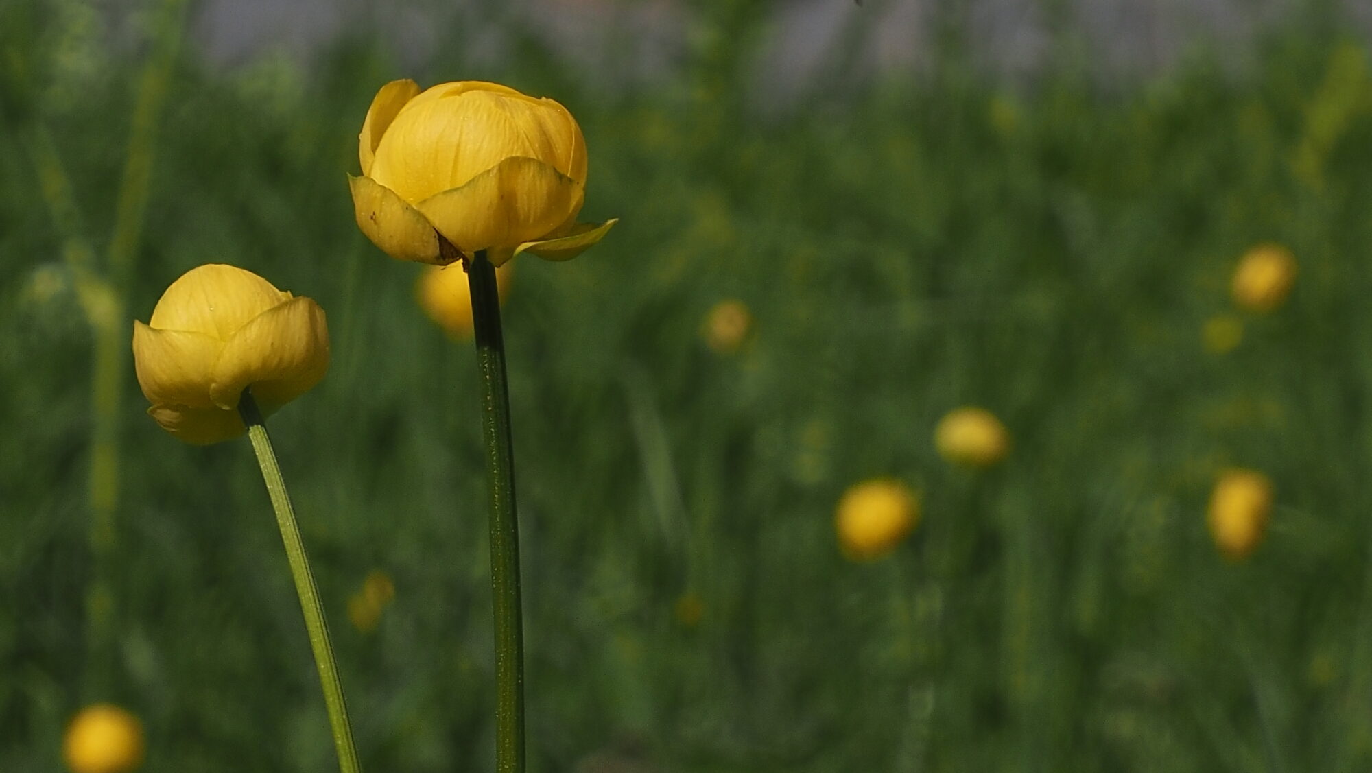 Valokuvaaja: Arja Valtonen Valokuvaaja: Arja Valtonen