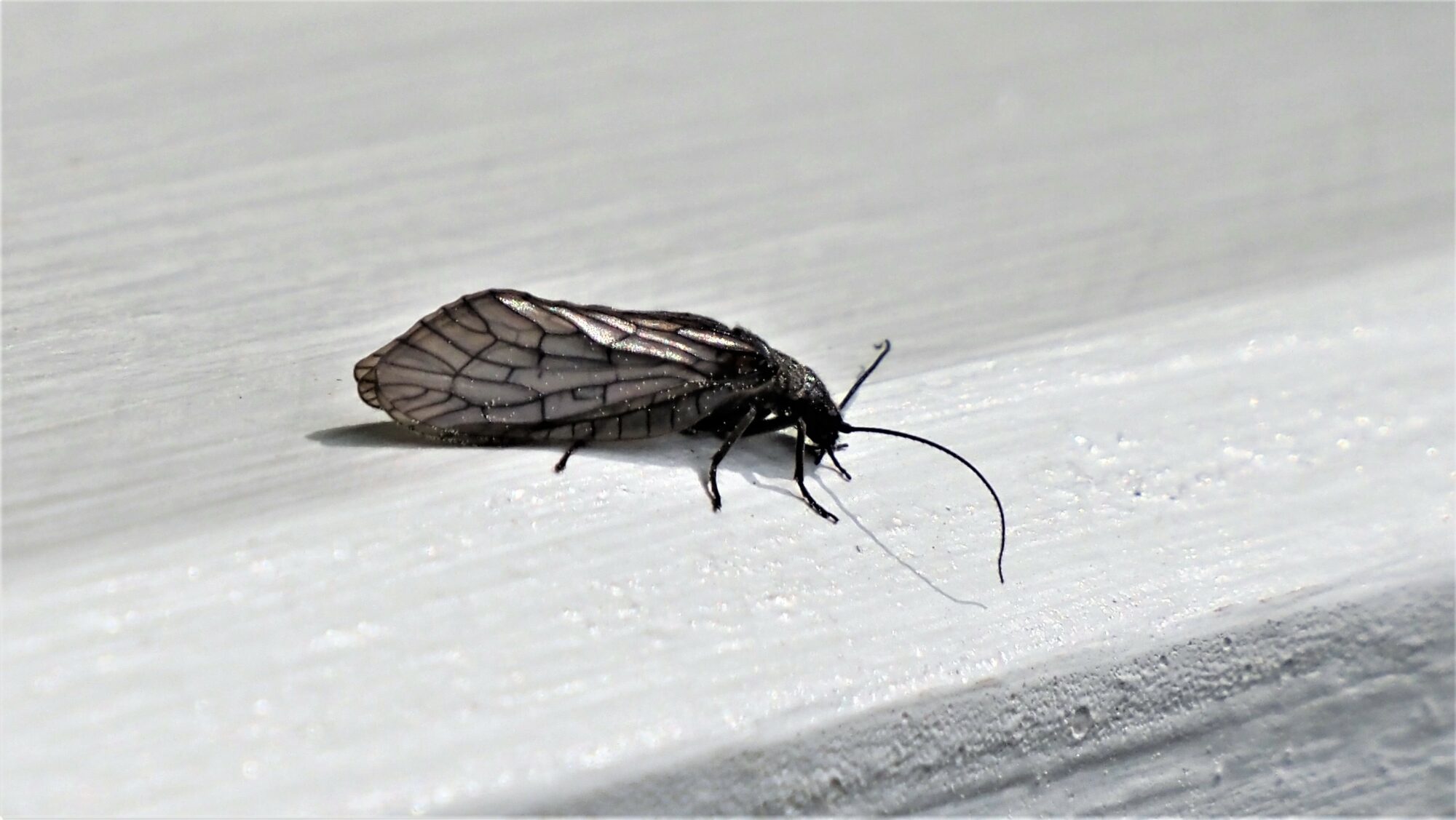 Valokuvaaja: Arja Valtonen