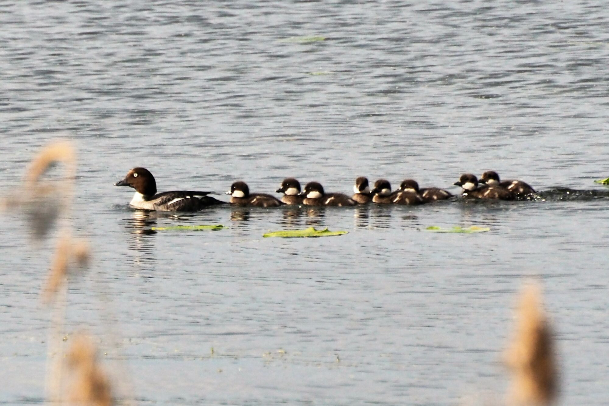 Valokuvaaja: Martti Valtonen