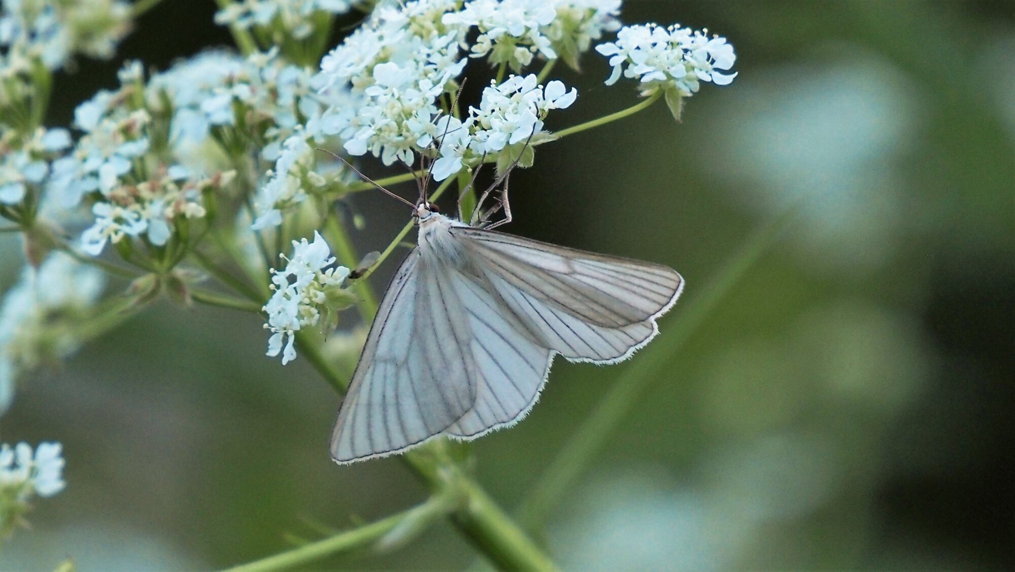 Valokuvaaja: Arja Valtonen
