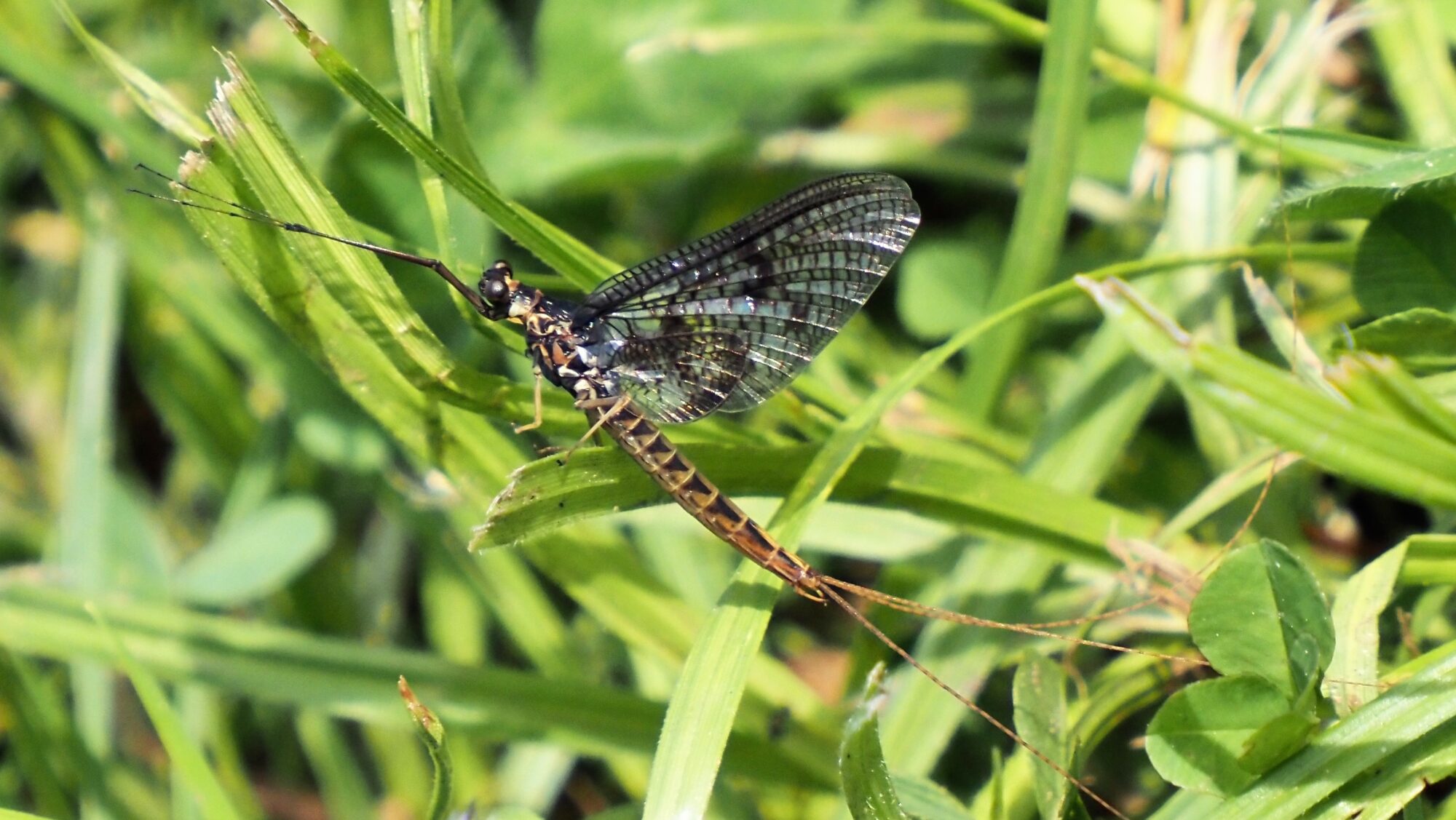 Valokuvaaja: Arja Valtonen