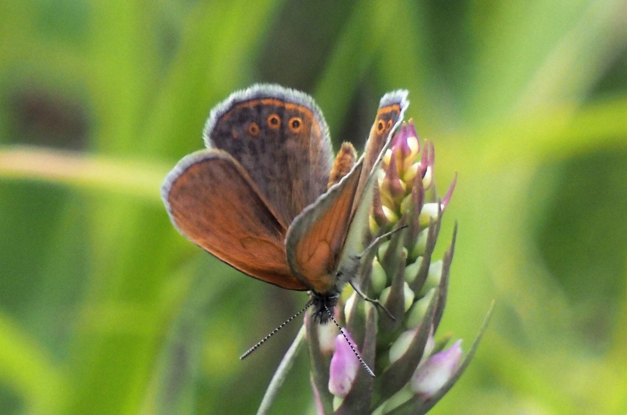 Valokuvaaja: Arja Valtonen