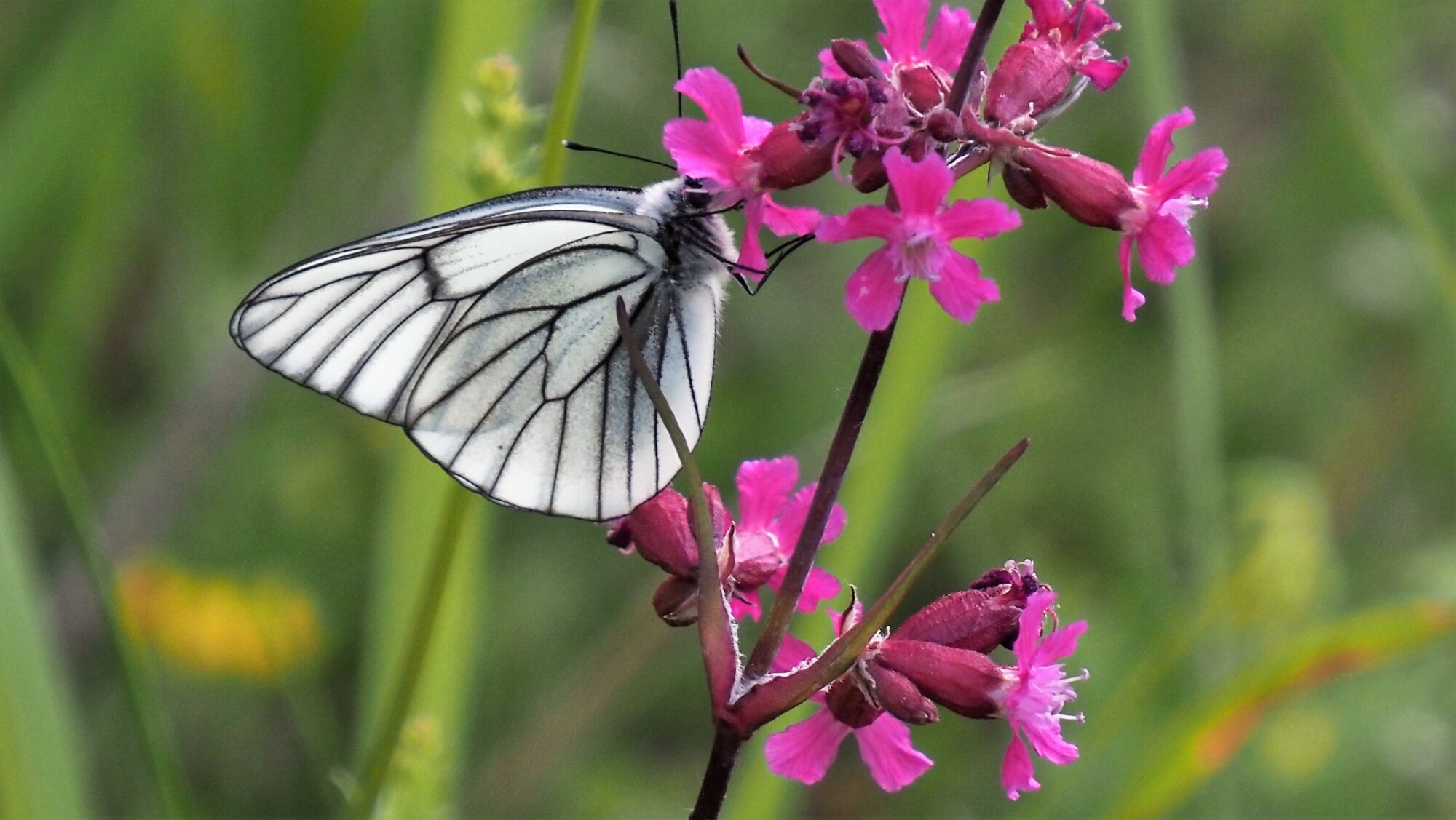 Valokuvaaja: Arja Valtonen