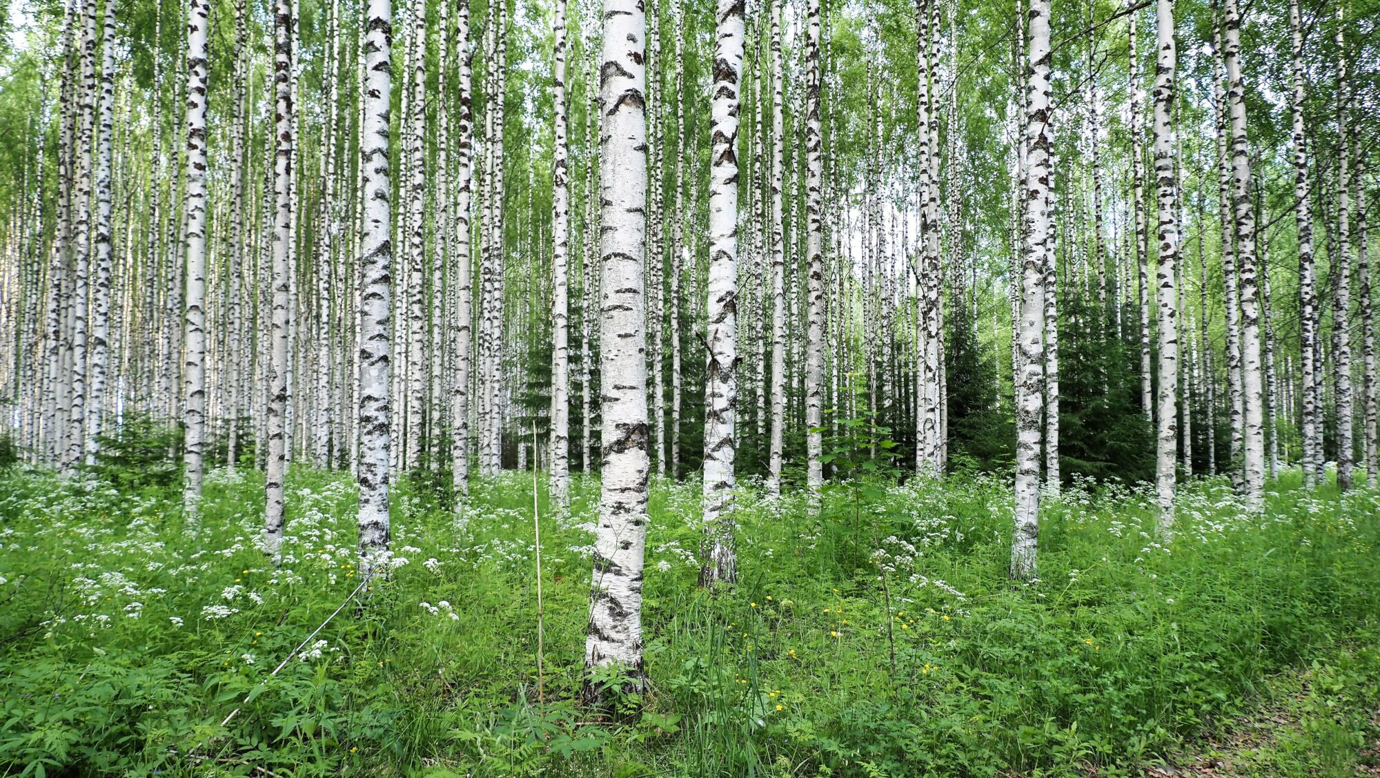 Valokuvaaja: Arja Valtonen