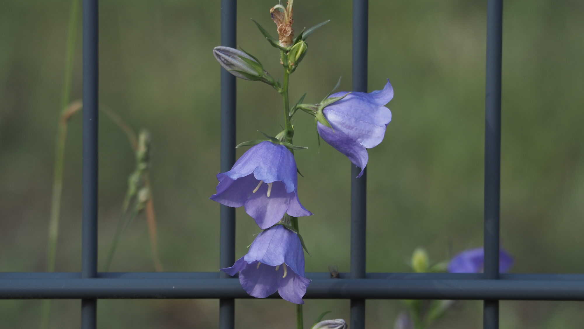 Valokuvaaja: Arja Valtonen