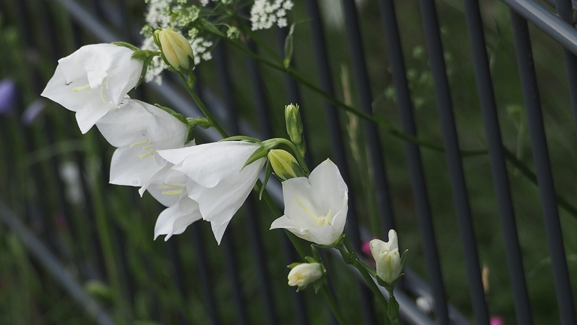 Valokuvaaja: Arja Valtonen