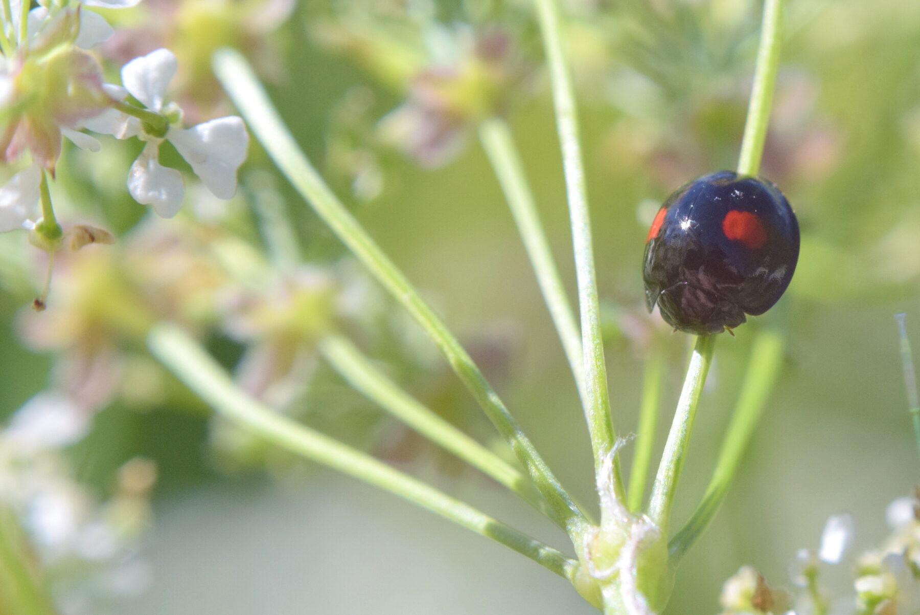 Valokuvaaja: Kaarlo Asikainen