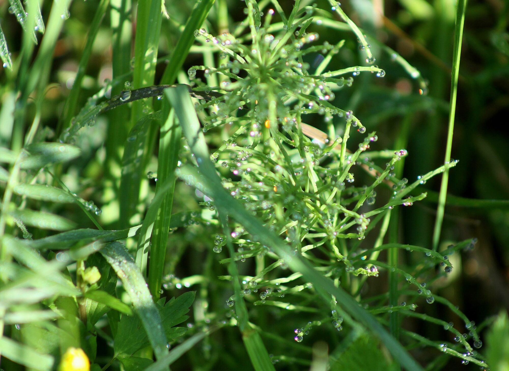 Valokuvaaja: Pirkko Siukonen