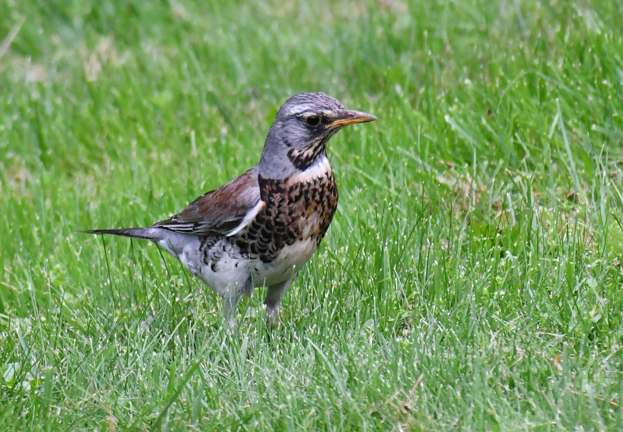 Valokuvaaja: Matti Manninen Valokuvaaja: Matti Manninen
