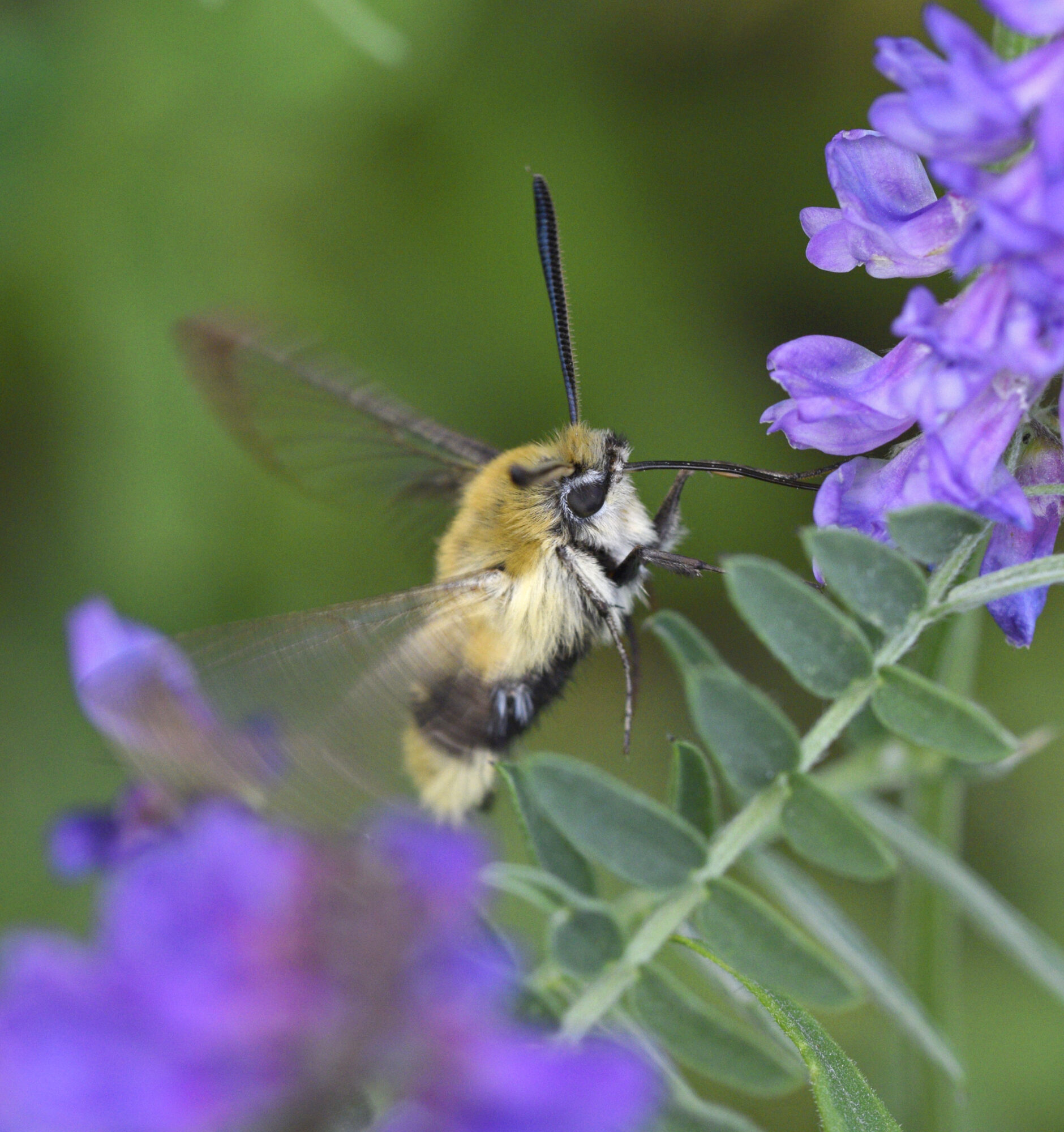 Valokuvaaja: Päivi Kiiskinen-Mustonen