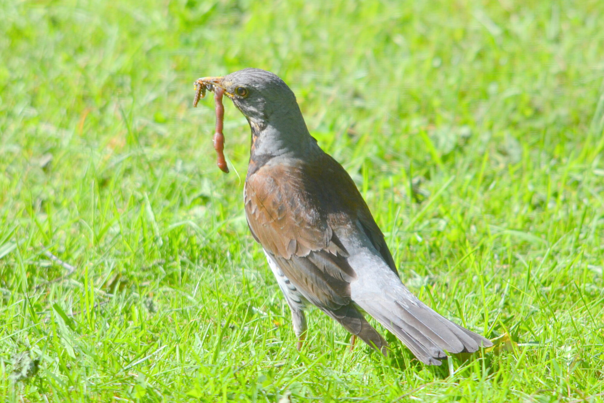 Valokuvaaja: Kaarlo Asikainen